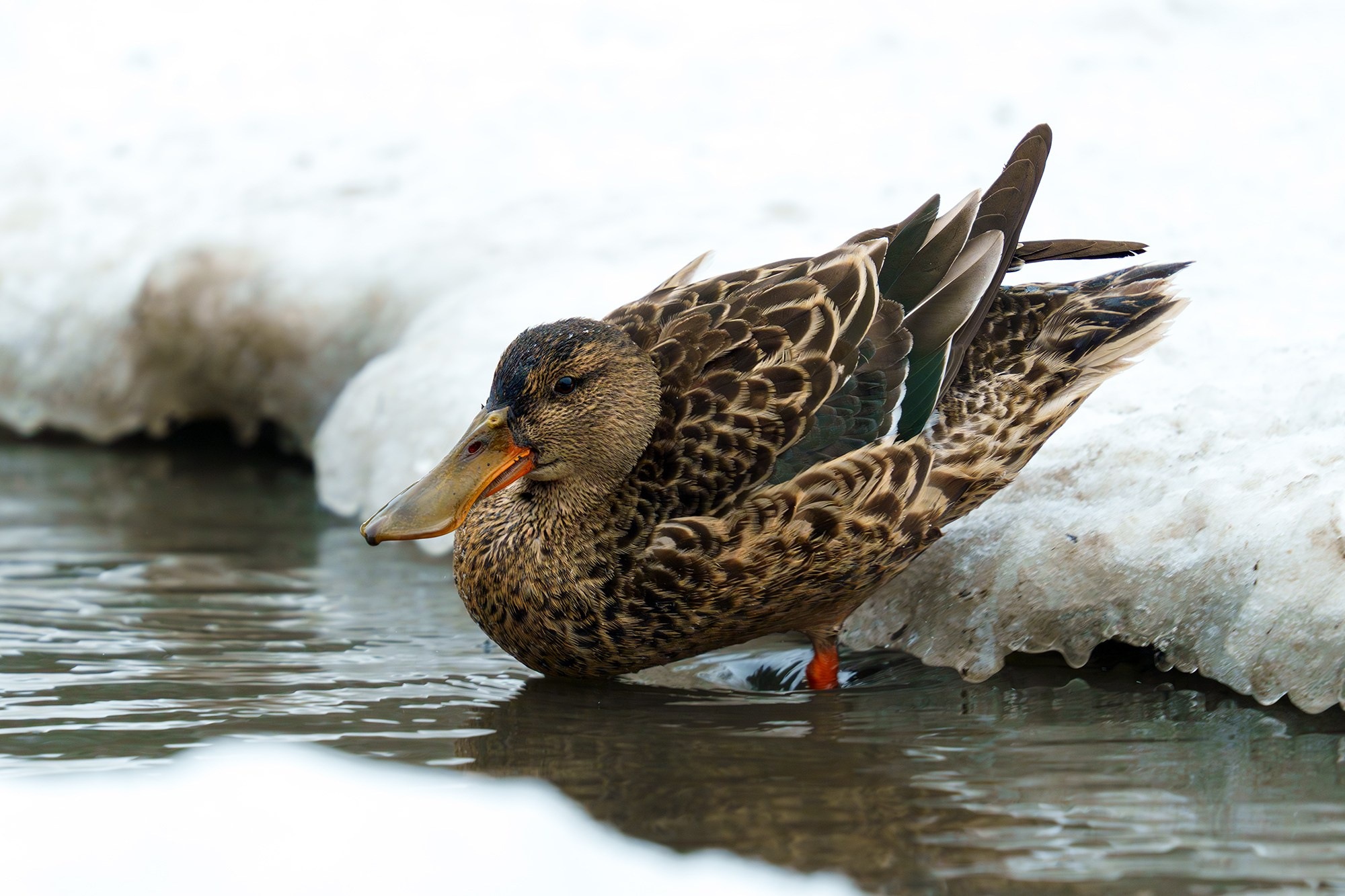 Удивительные мир птиц. Вокруг нас столько прекрасного — присмотритесь!. Ваш личный фотограф Марина Волкова
