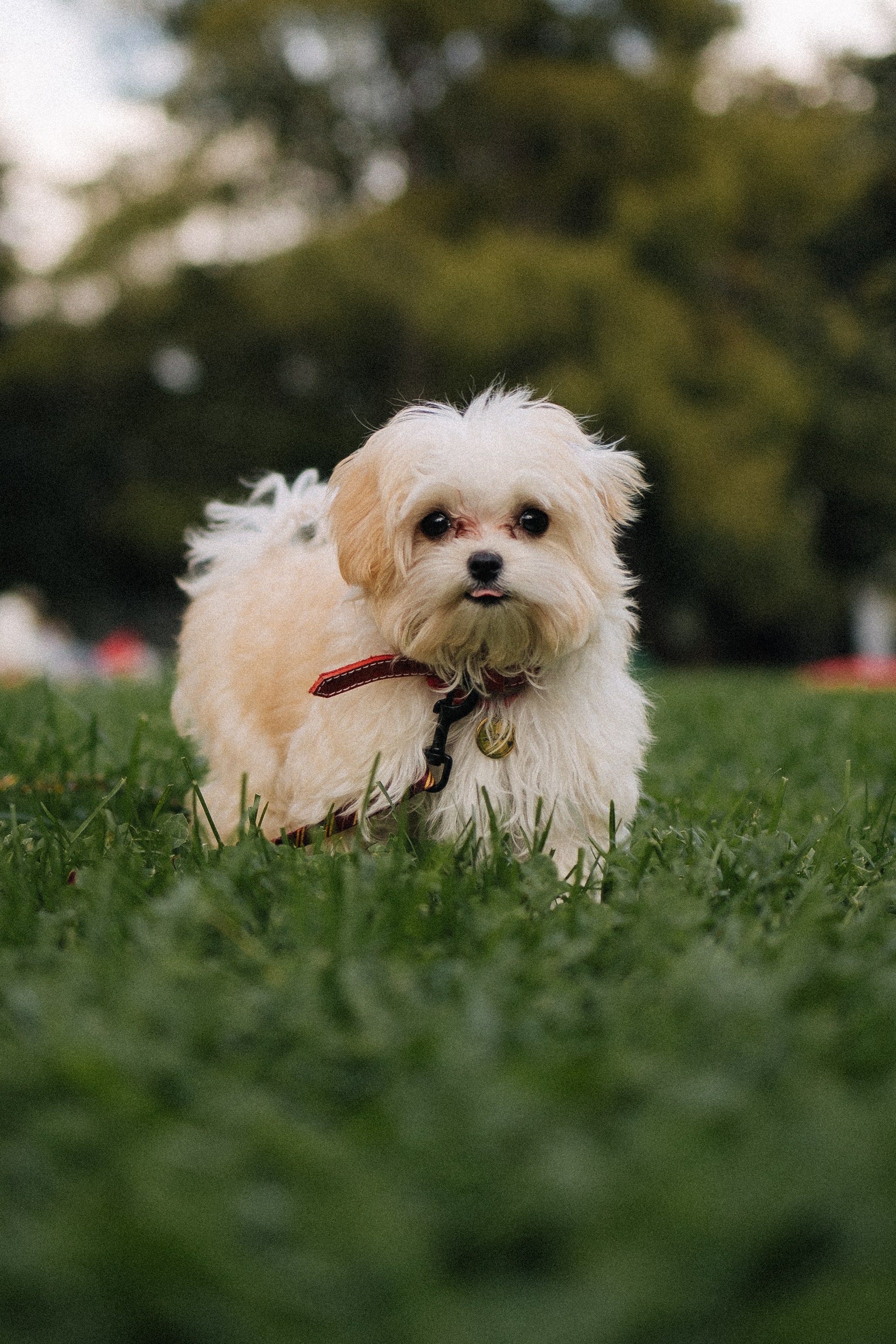 Оля и Бри. Фотораф — анималист Мария Шистка