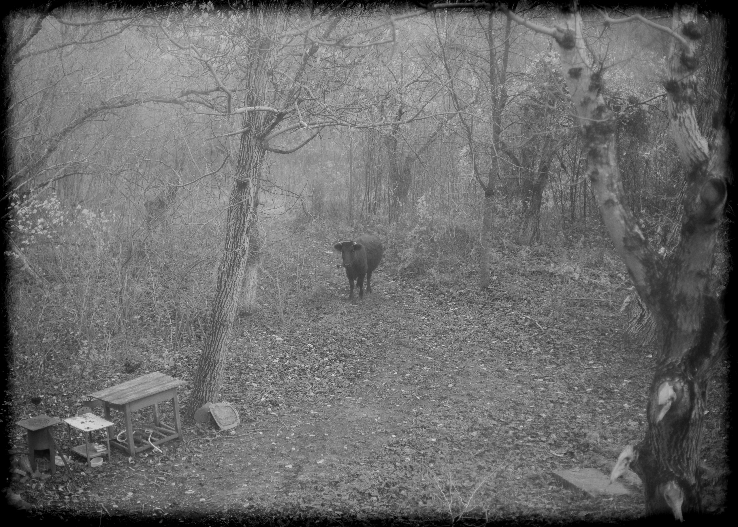 (YarOman) Жизнь в лесу. Фотография, как она есть