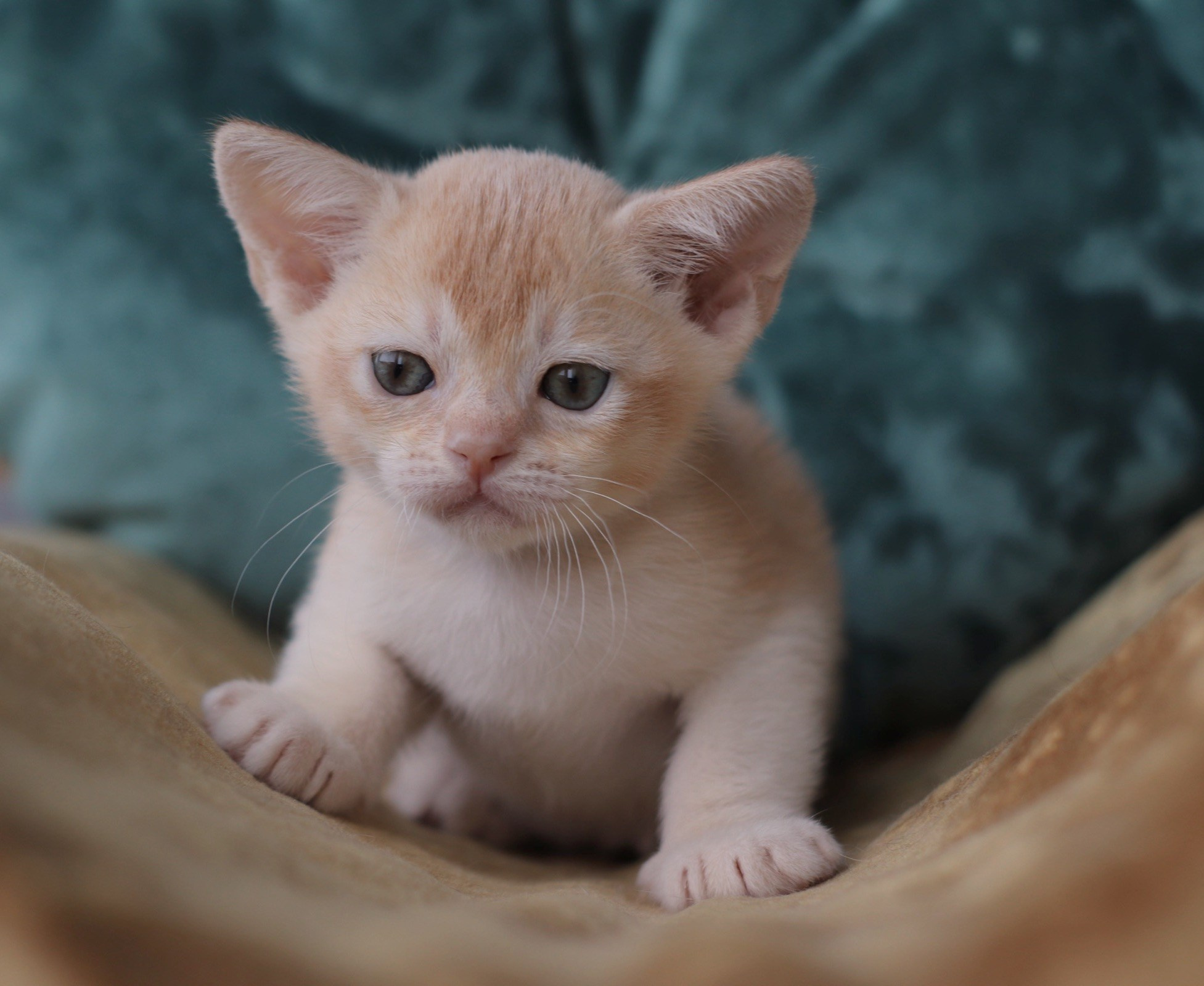 Danny BurLabella, кремовый мальчик