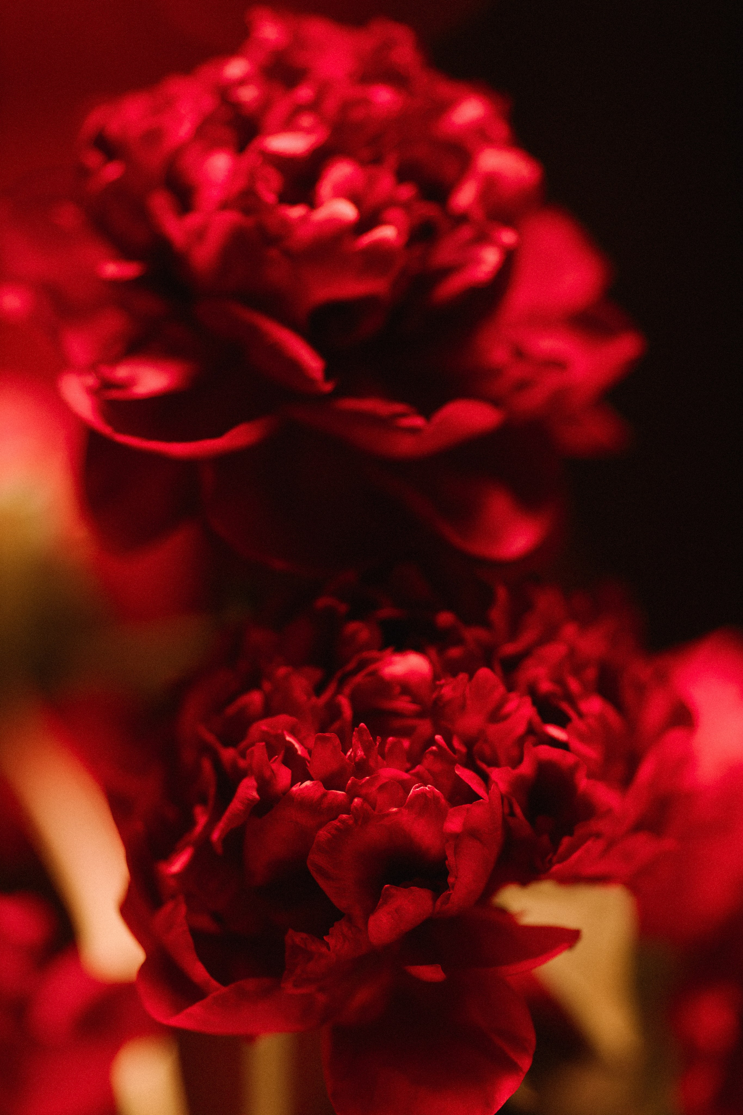 День рождения в красной комнате. Свадебный и репортажный фотограф Новороссийск, Краснодар, Сочи Олеся Дзюба