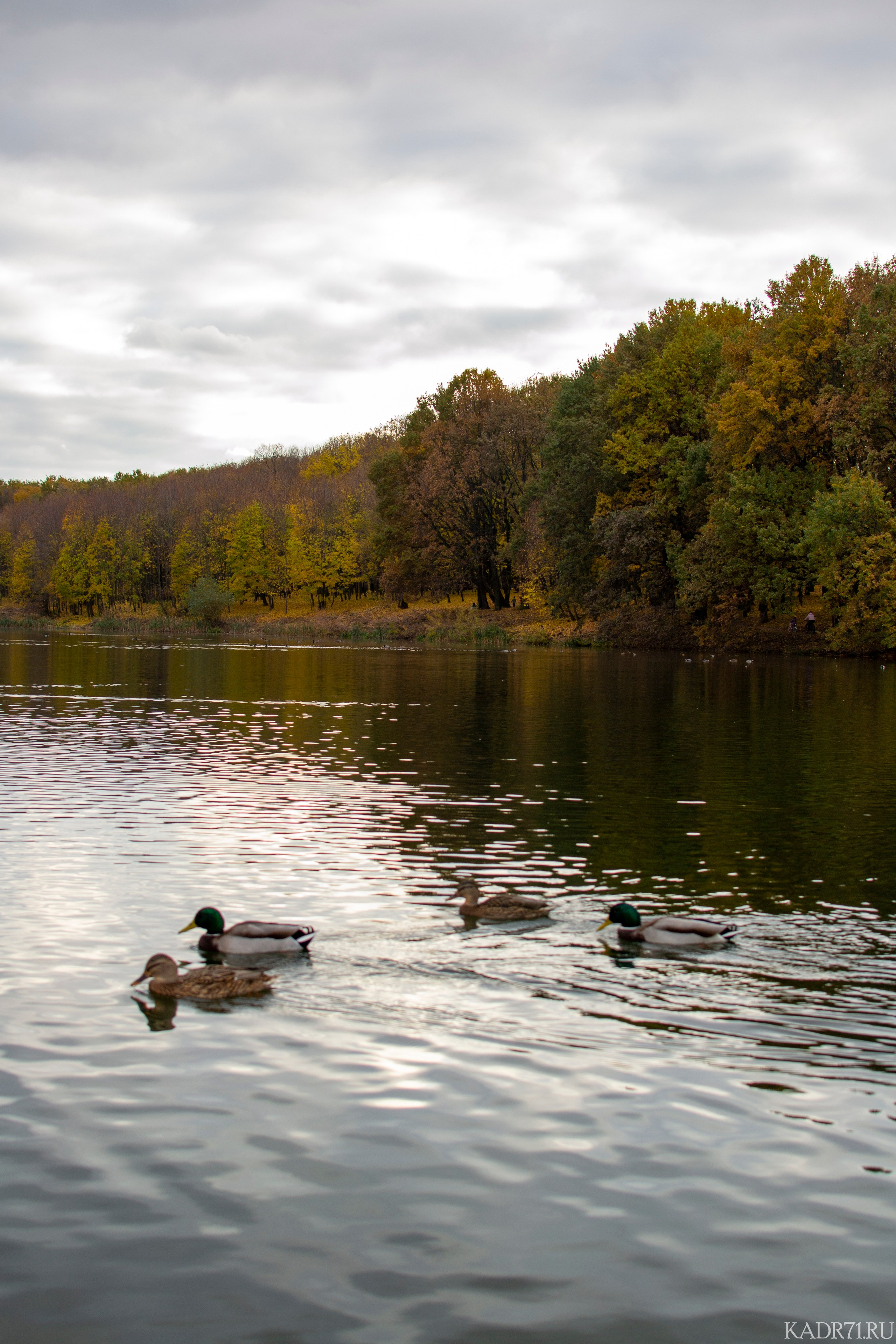 Центральный парк культуры и отдыха им. П. П. Белоусова. Фотограф в Туле Крупский АнДРей. Фотостудия «КАДР71» в Туле