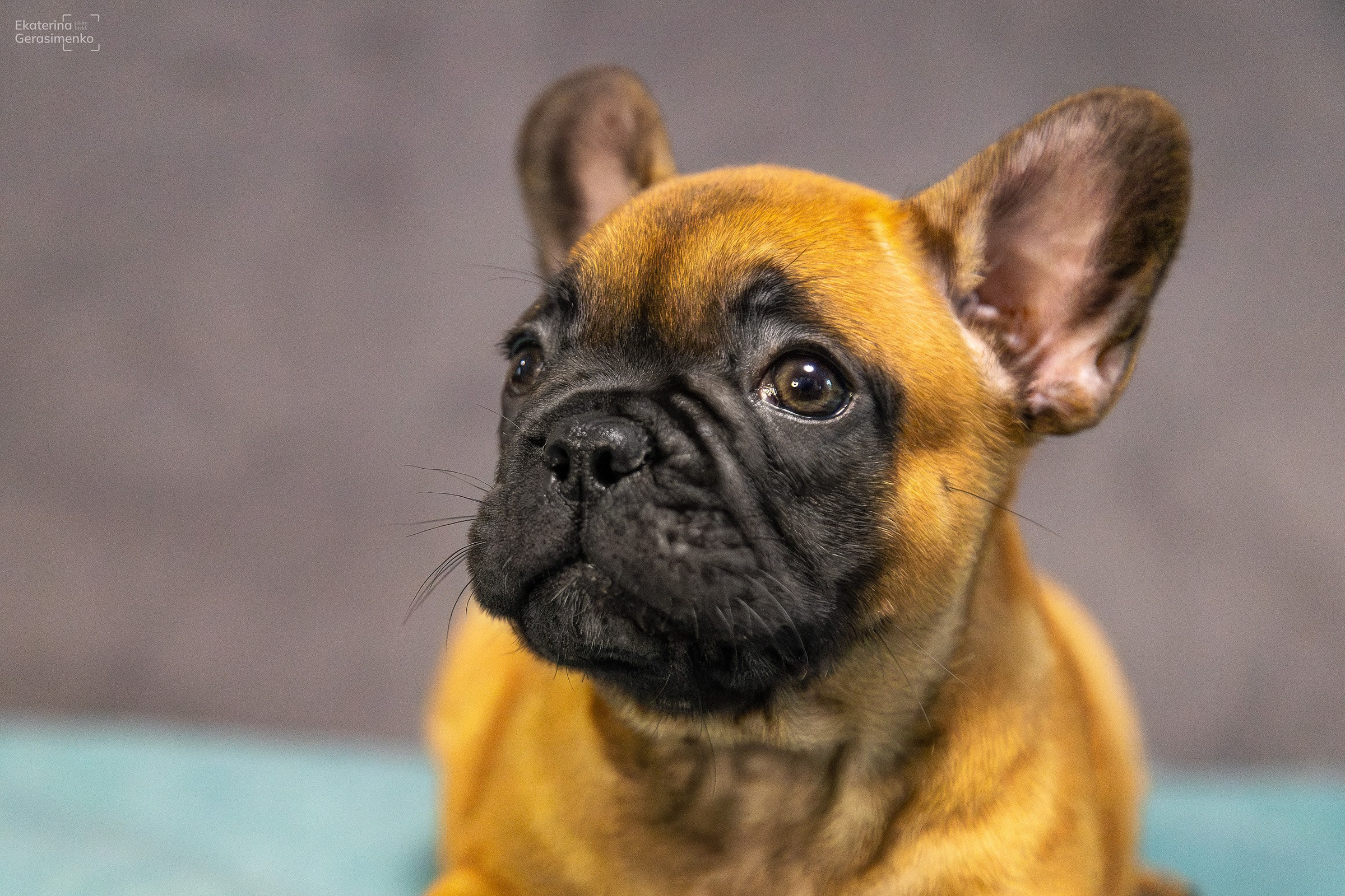 Щенки французского бульдога. Htykk_photo