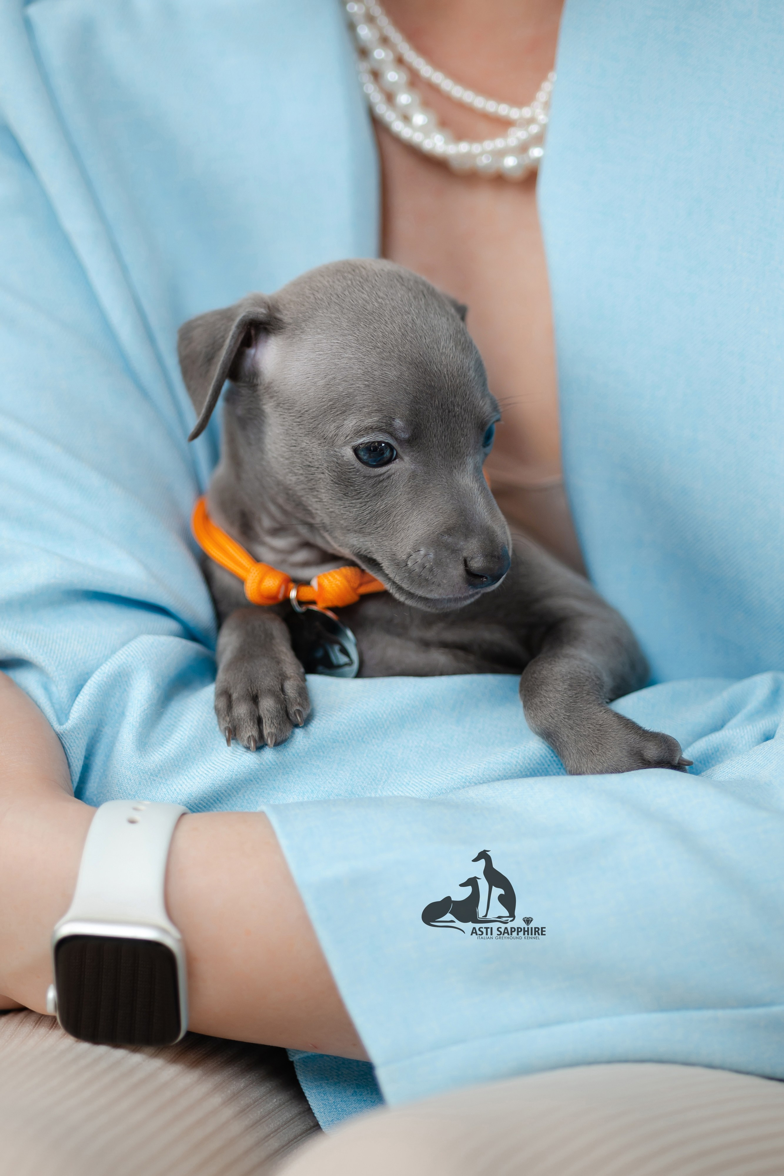 Весенние крошки. Professional Italian Greyhound Kennel RKF/FCI ASTI SAPPHIRE 💎 Sochi|St. Petersburg