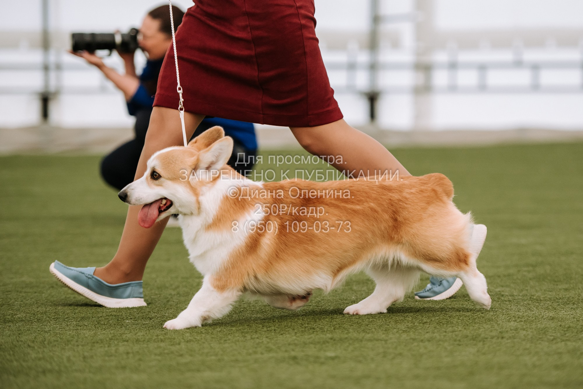 Выставка собак Красноярск 2.06. Фотограф Диана Оленина Красноярск / Братск