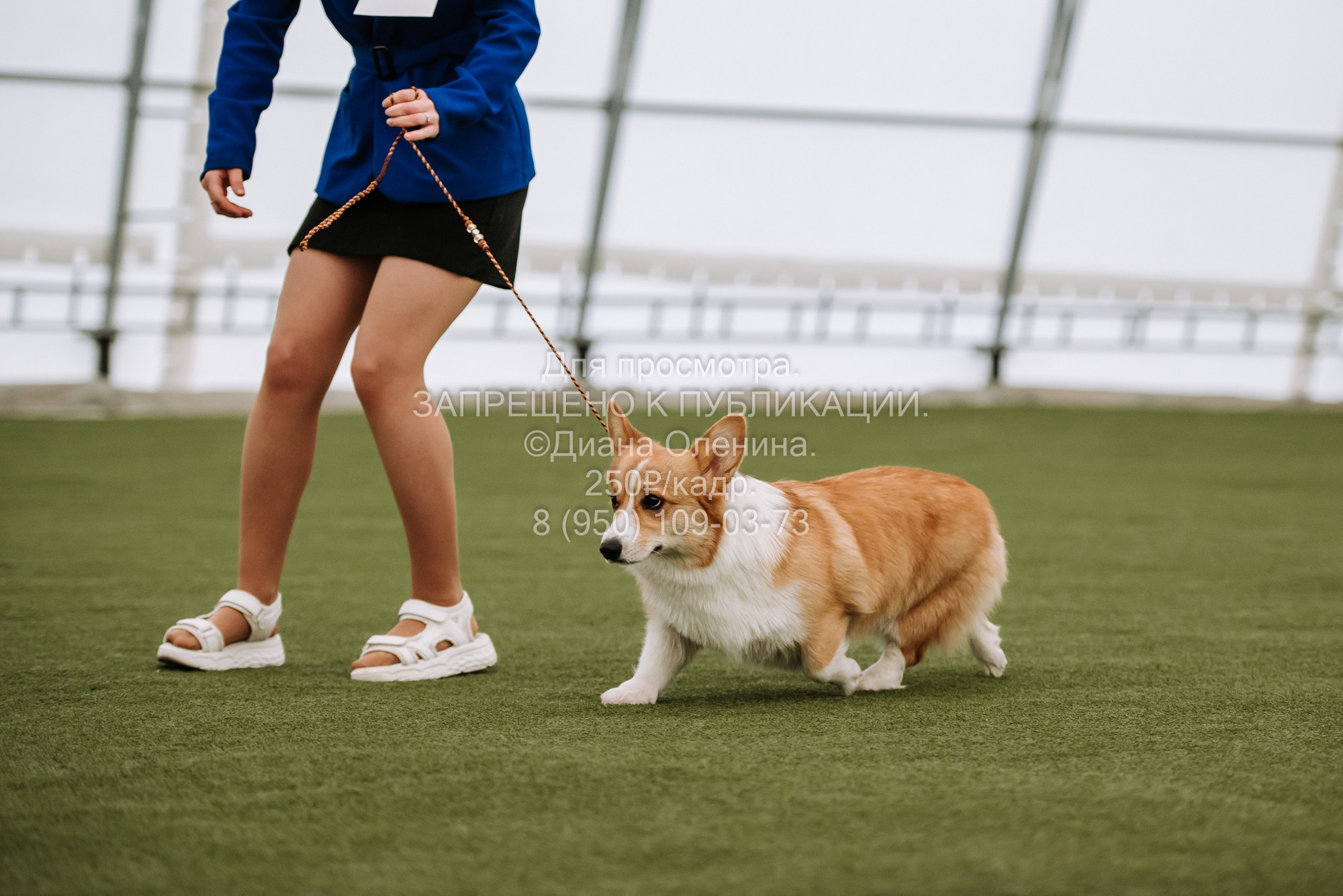 Выставка собак Красноярск 2.06. Фотограф Диана Оленина Красноярск / Братск