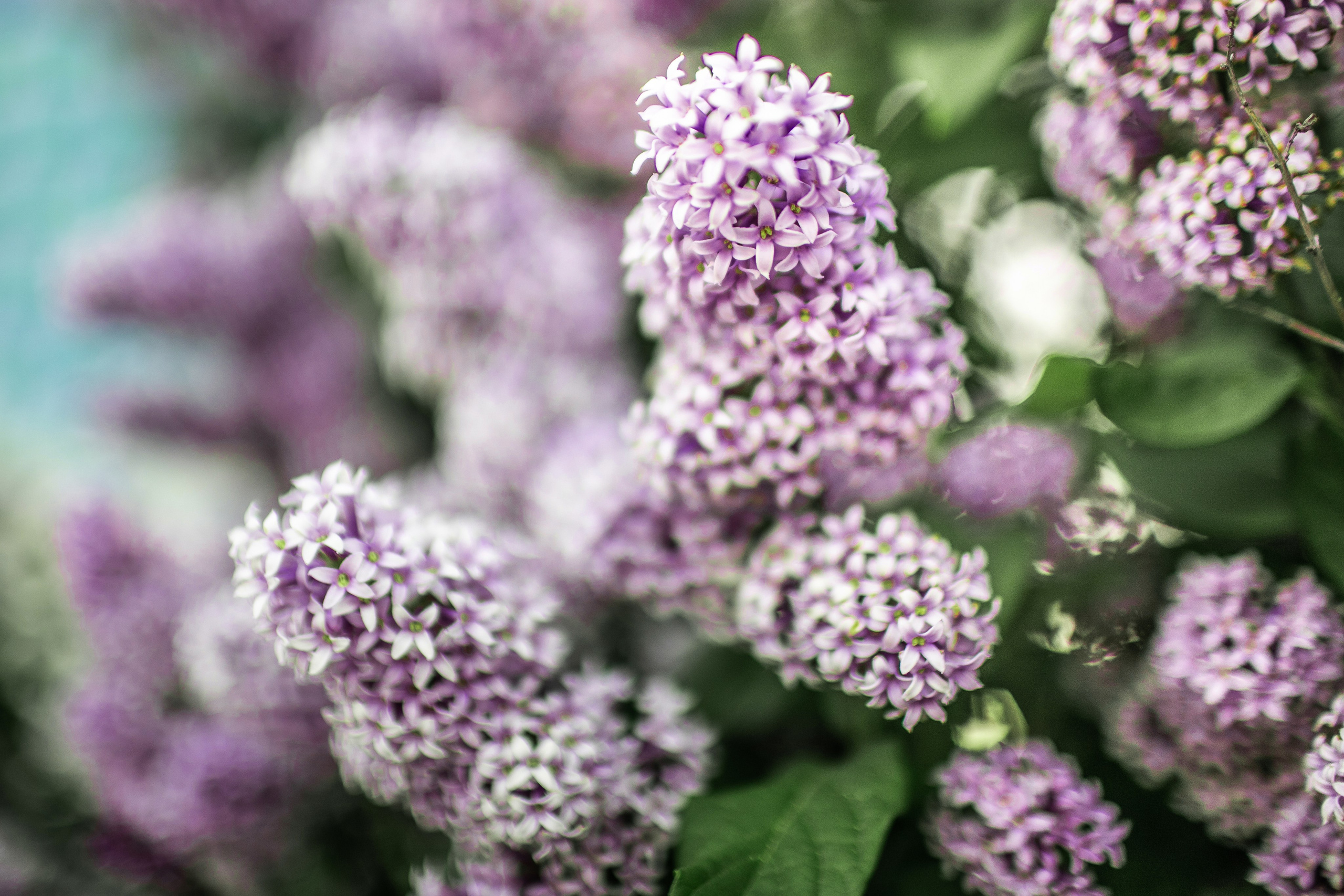 Сирень. Фотограф Елена Вишневская (Ушакова) Нефтеюганск, Сургут, Тюмень