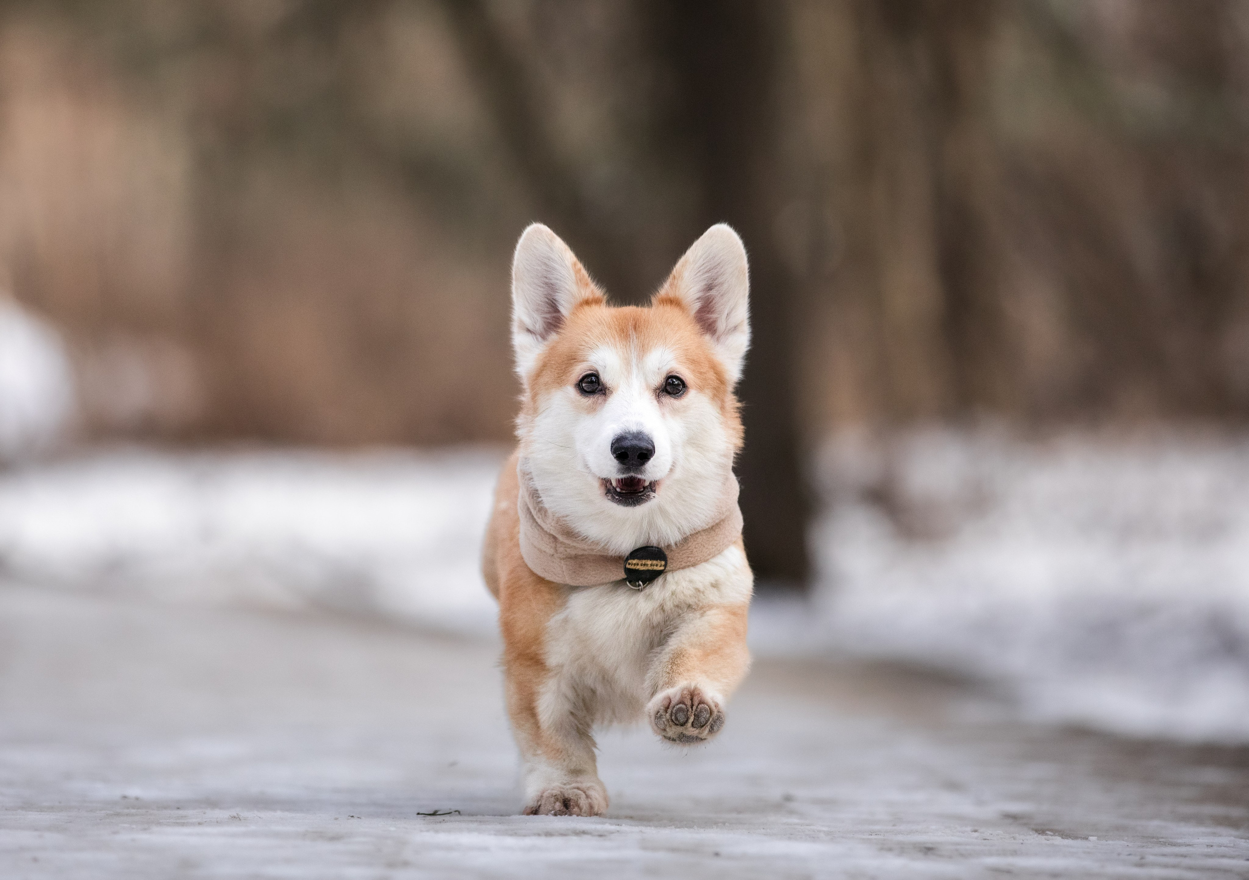 Даша и Дживс. Фотограф-анималист Смирнова Клеопатра|Москва