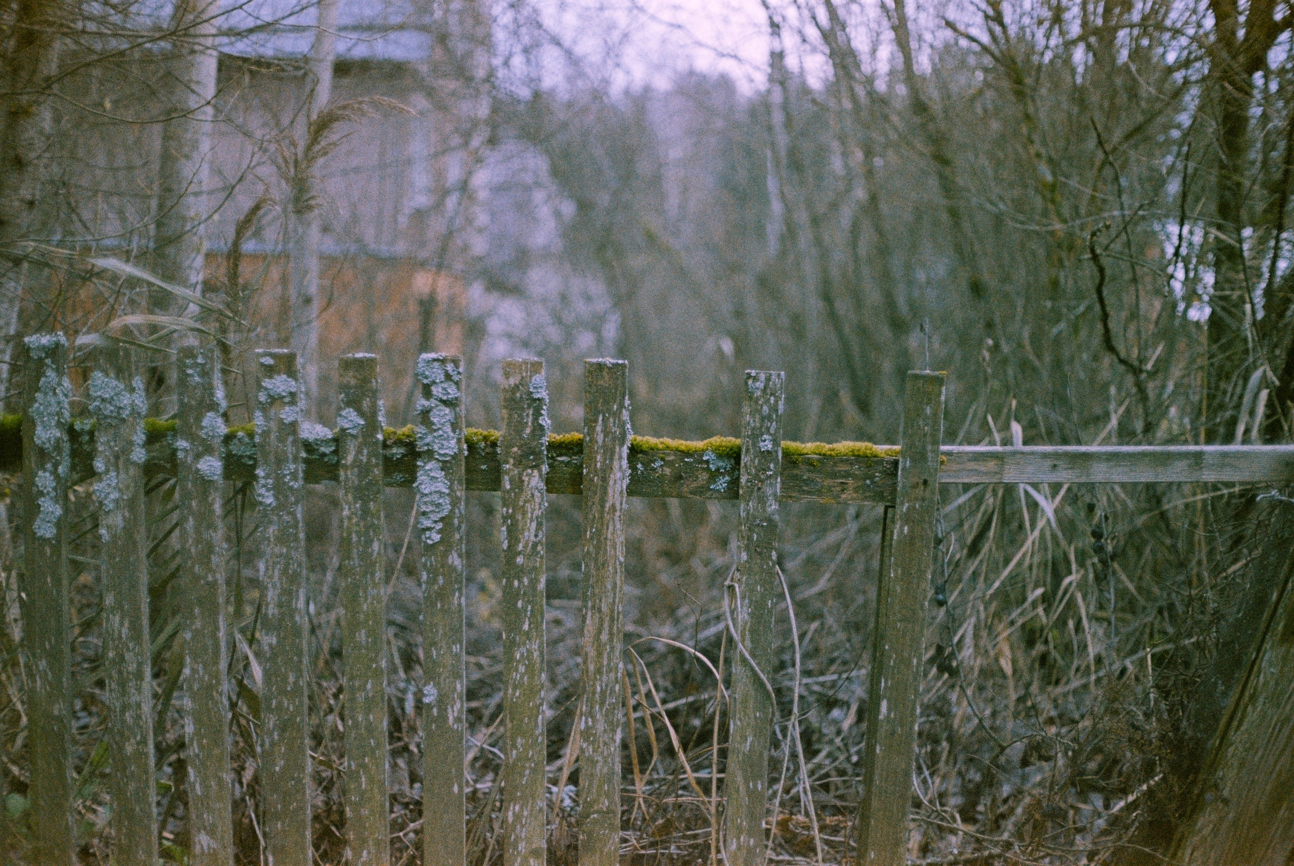 Minolta Hi-Matic 7sII / Kodak Color Plus 200 (просрочка)