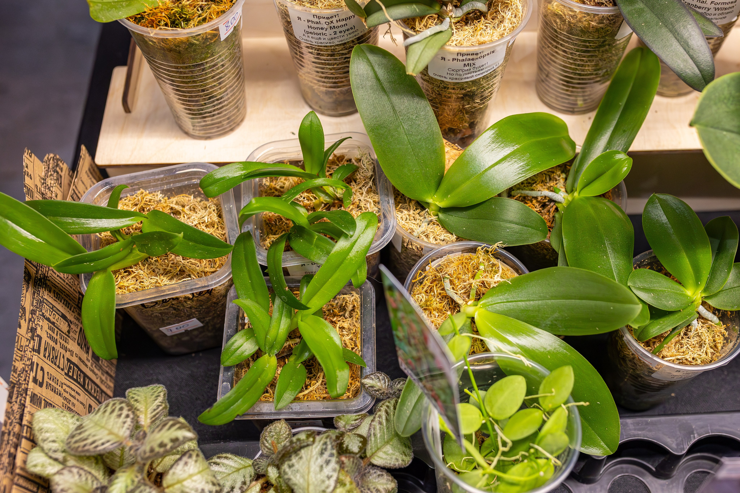 Монстериум апрель 2026. Александра Куликова фотограф, Москва