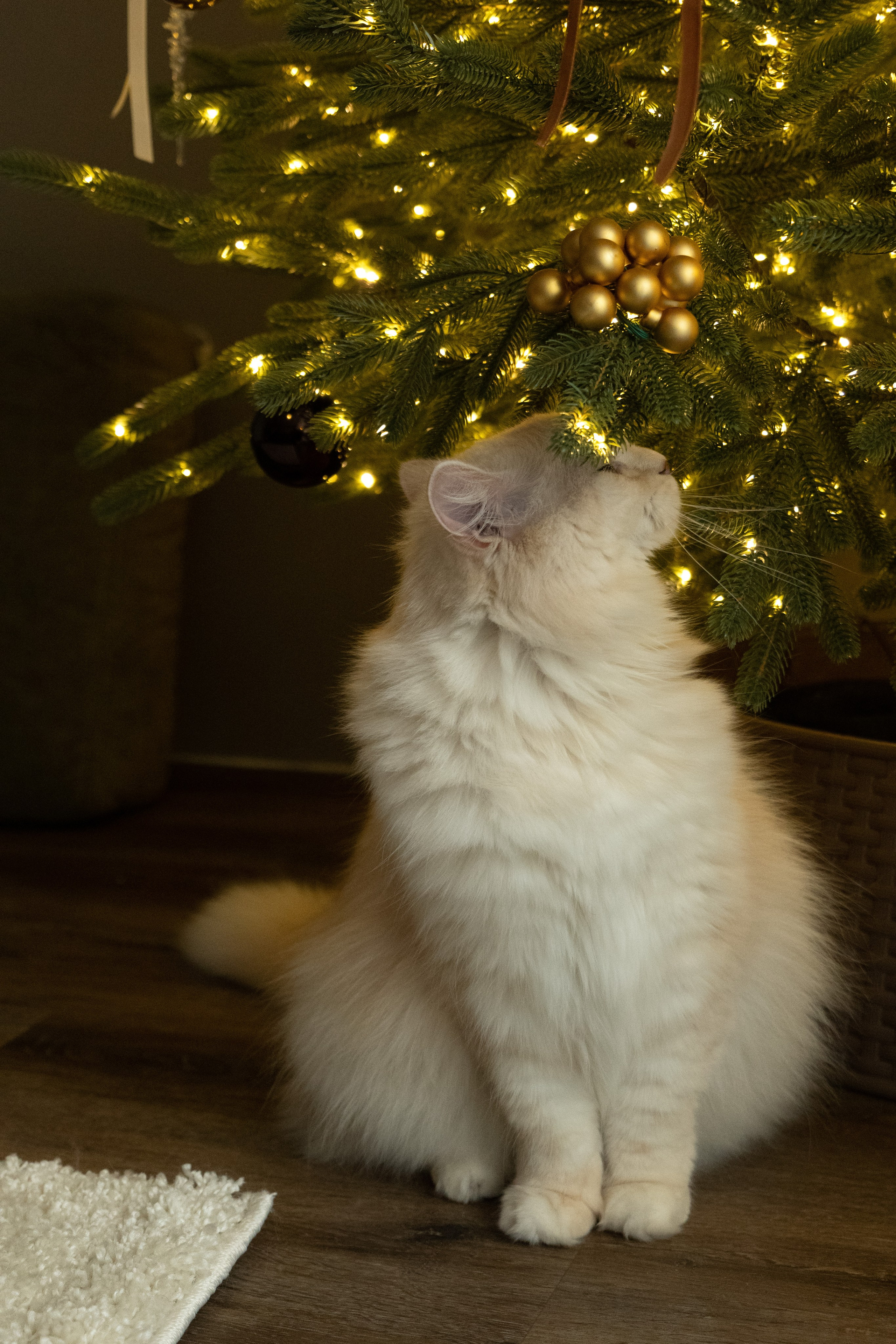 Домашняя новогодняя фотосесиия беременности. Фотограф видеограф Ольга Василевская