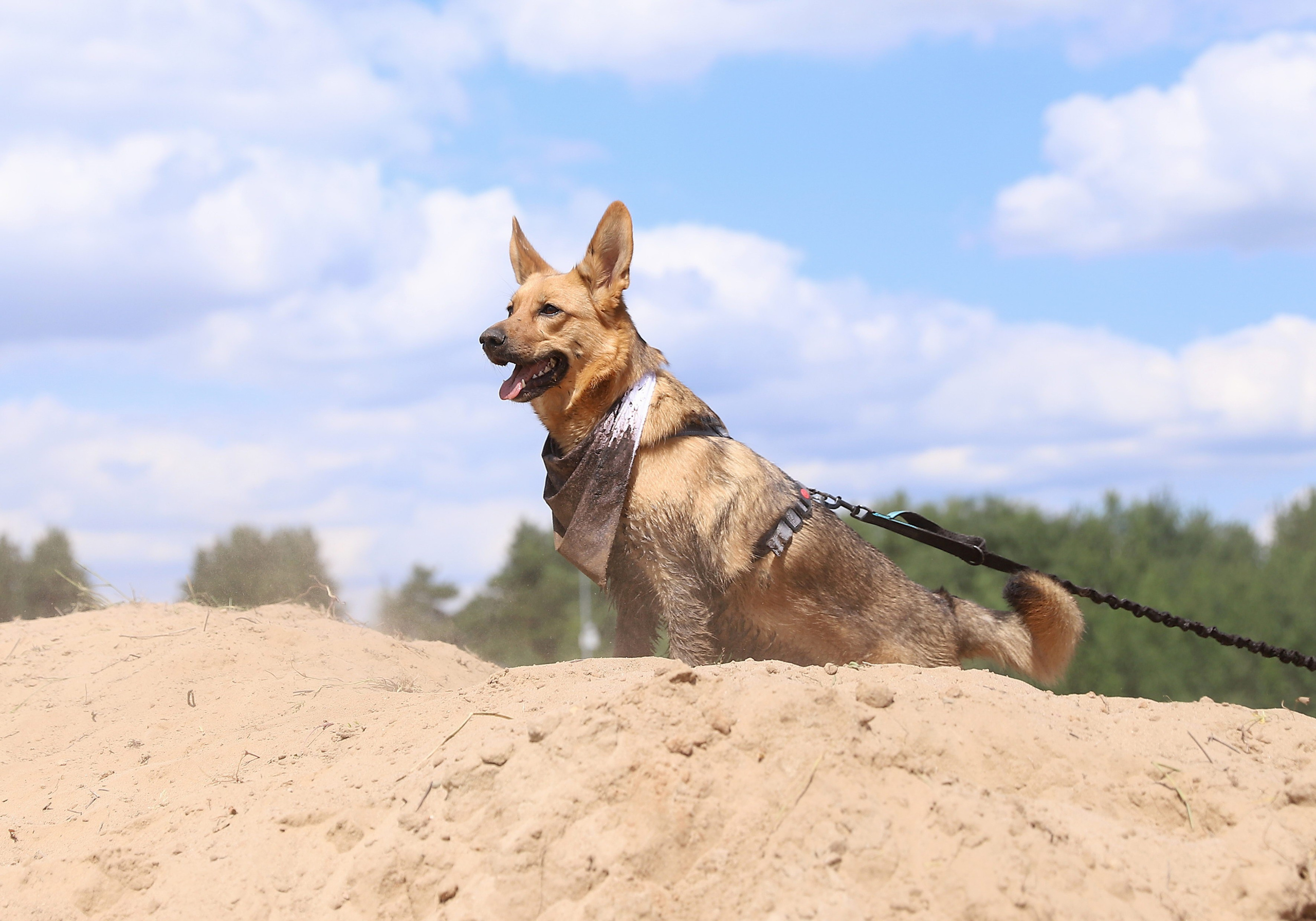 Хвостатый драйв. Семейный и детский фотограф в Москве и МО Елена Москвичева