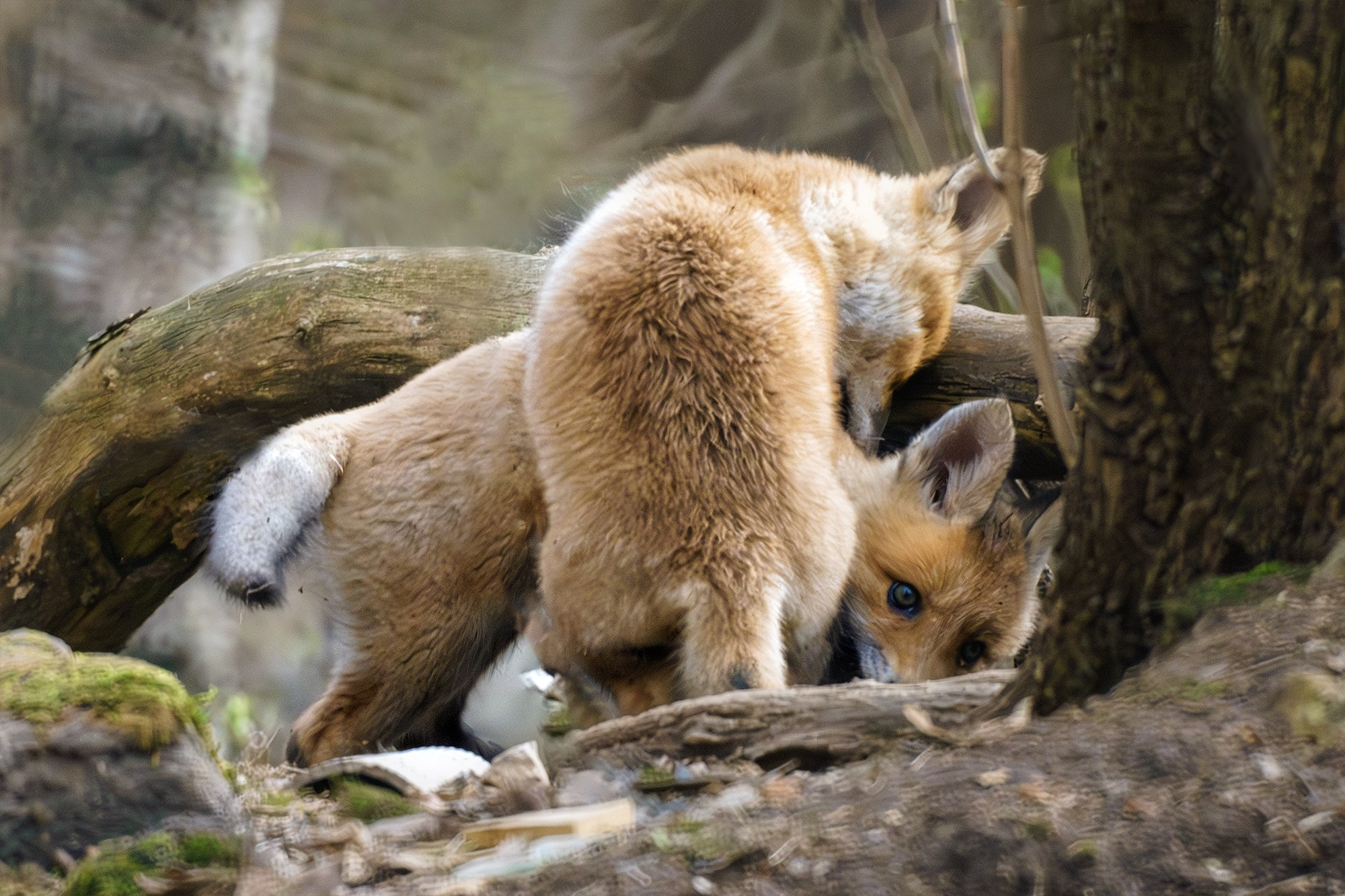 Животные. Ваш личный фотограф Марина Волкова