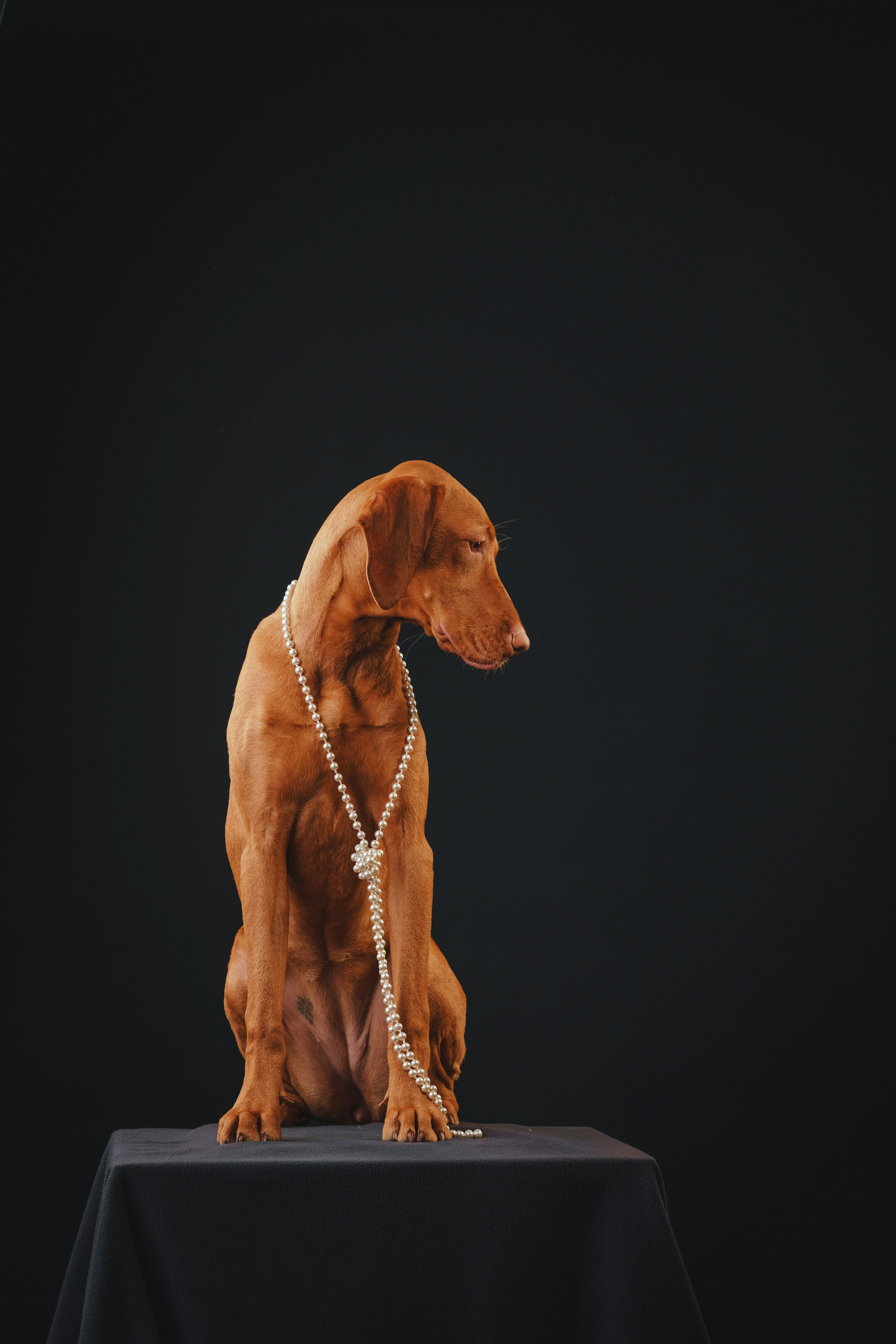 Выжла Гая. Фотограф анималист Осипчикова Мария