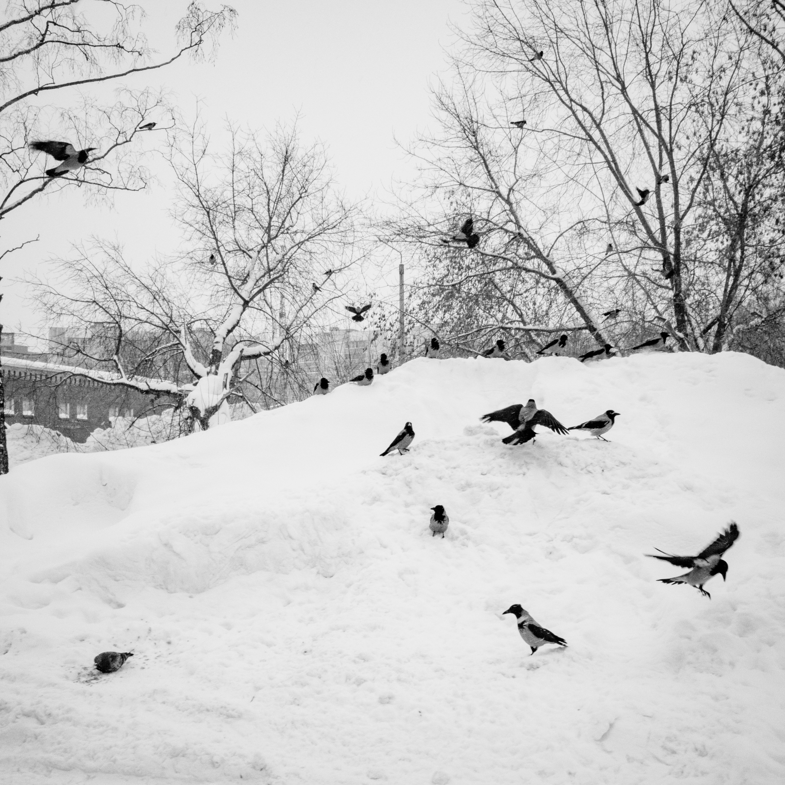 Птицы. Фотограф Александр Тихонов