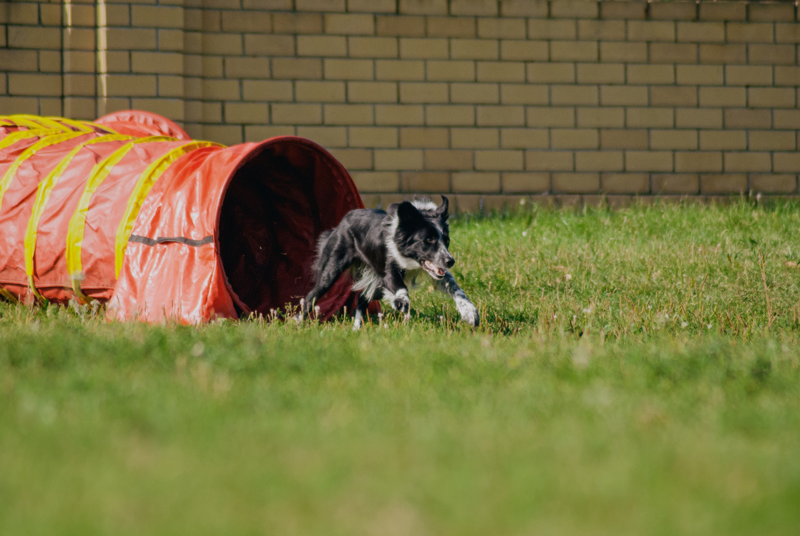Аджилити. Фотограф в Тюмени Лизавета Сапицкая