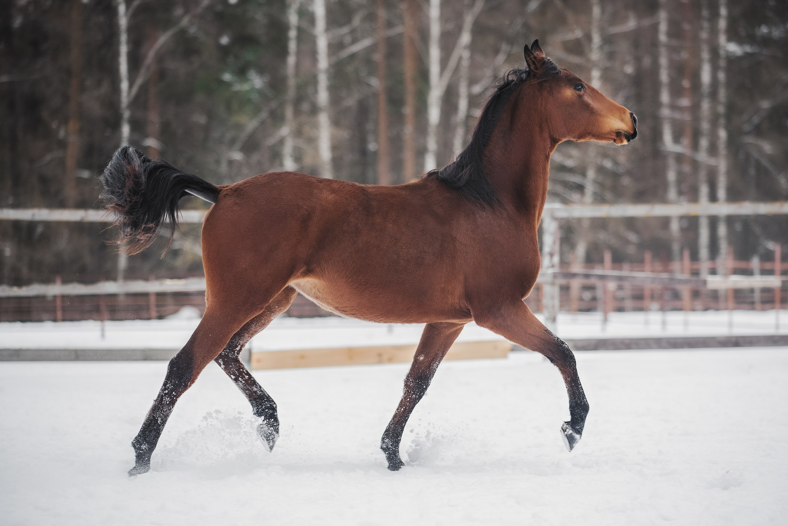Дестини. Куракина Дарья • Конный фотограф