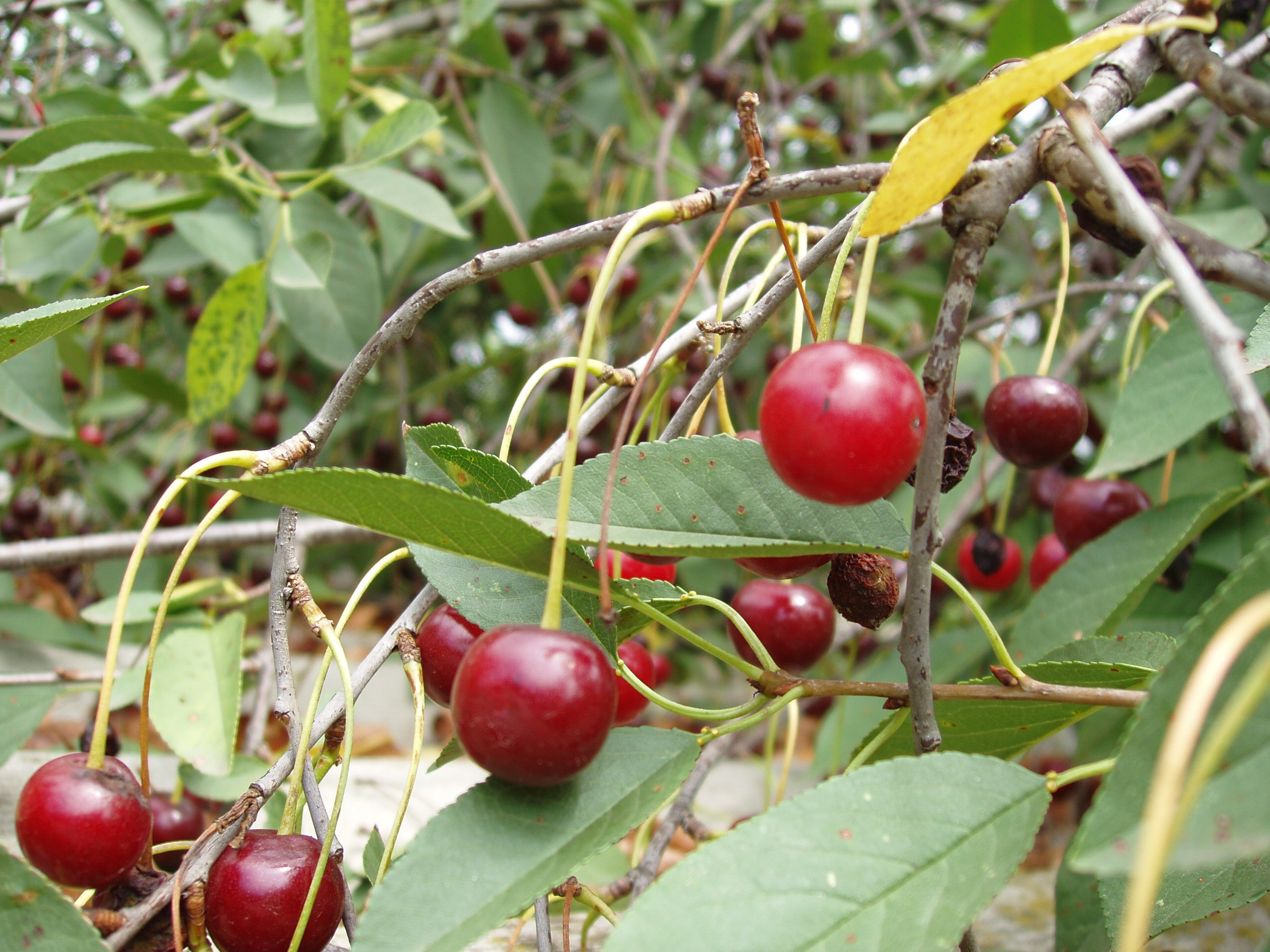 Отпуск 20.07-17.08. Семейный, Свадебный фотограф СПБ Питер— Романова Екатерина