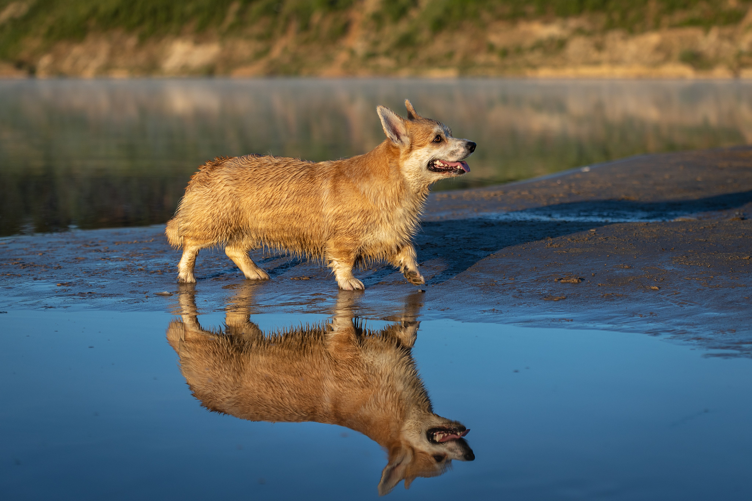 Рассвет. Фотограф-анималист Александра Шеремет
