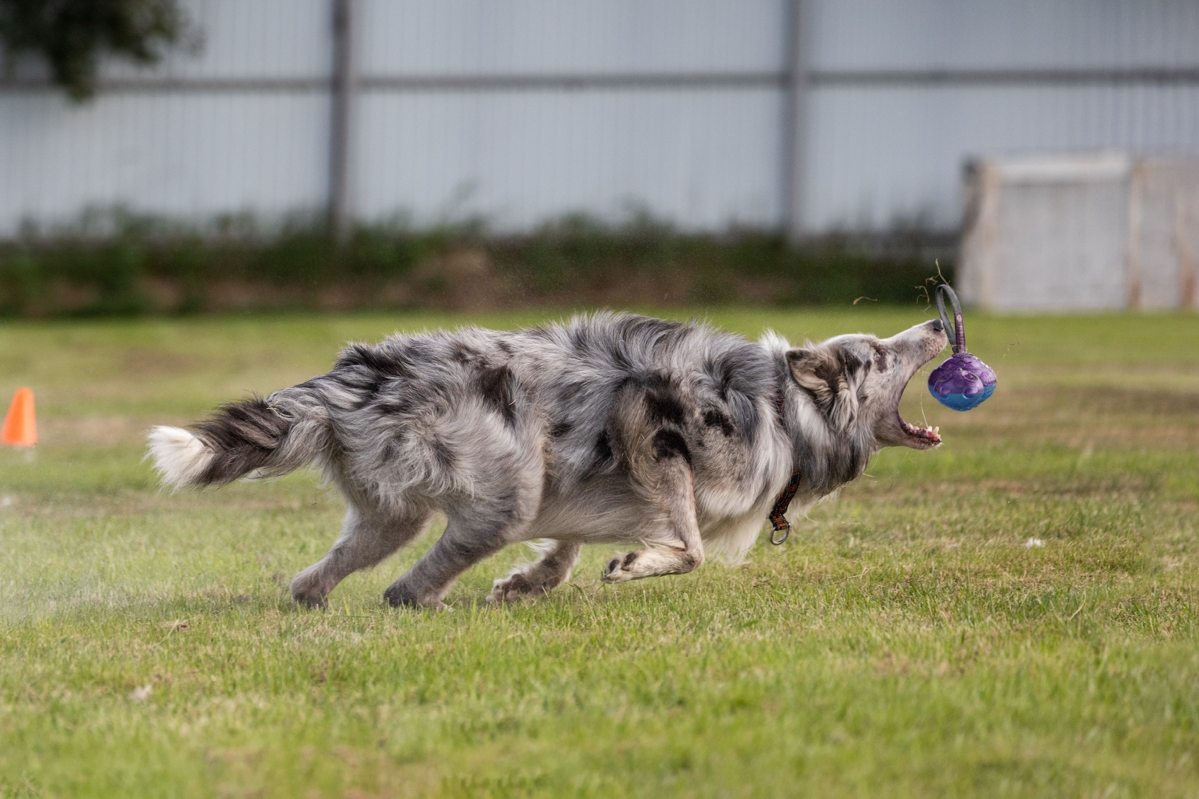 Дог-фризби. Irenephoto.ru