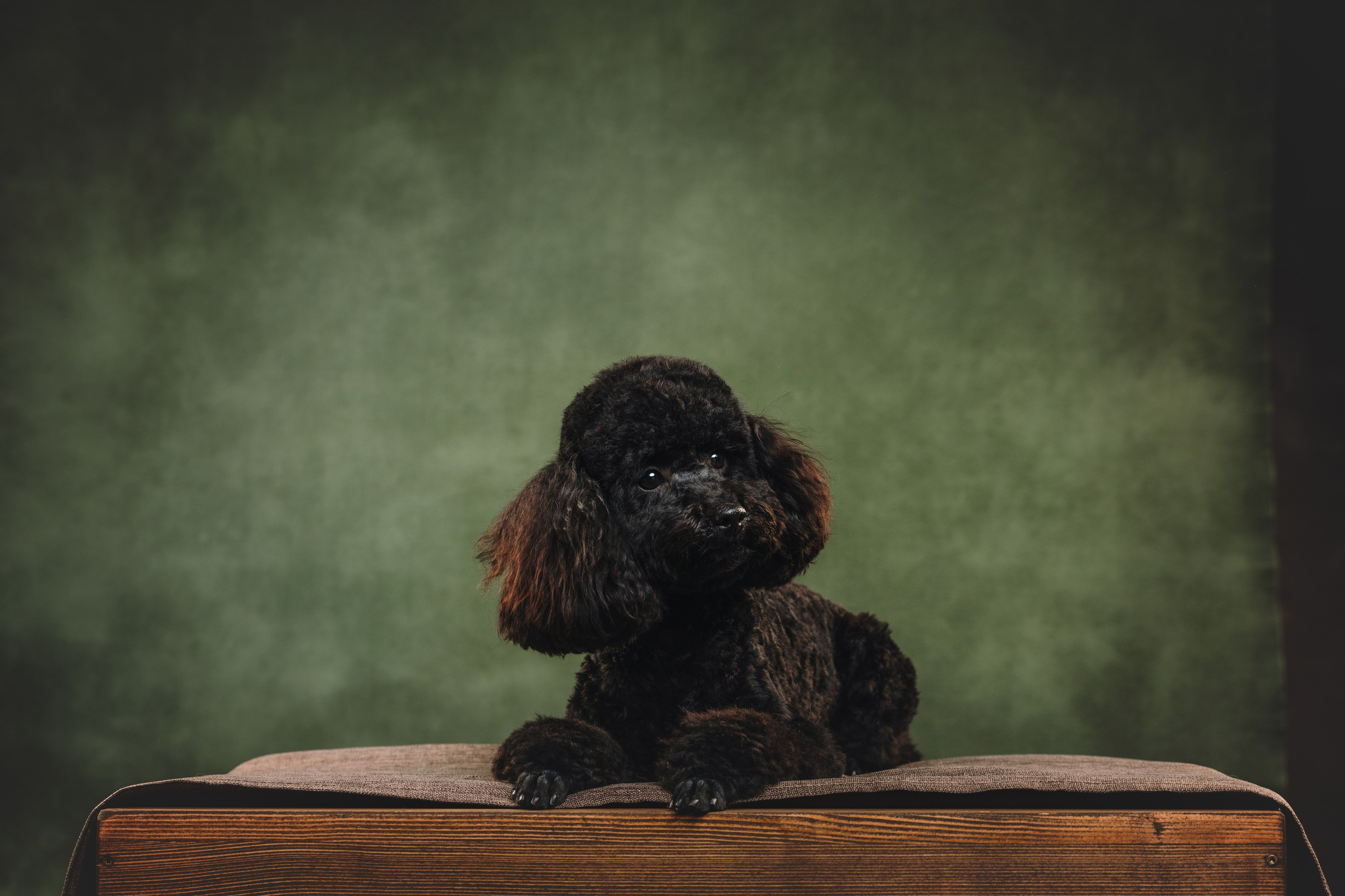 Ярослава и Туча. Фотограф анималист Осипчикова Мария