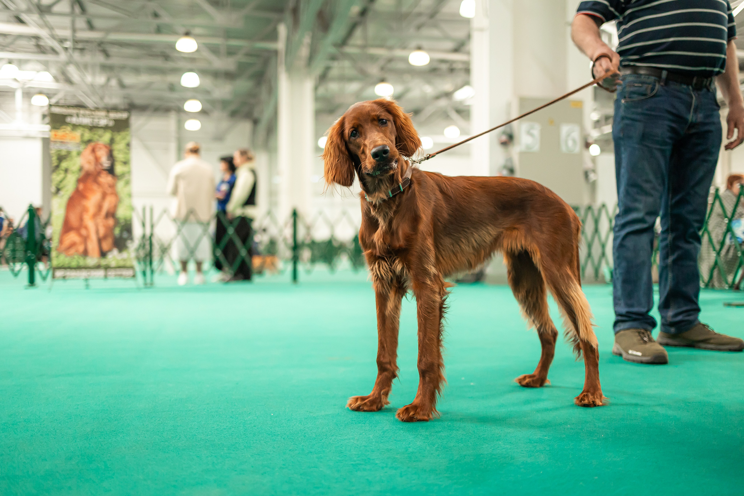 Выставка сеттеров 19.05.24