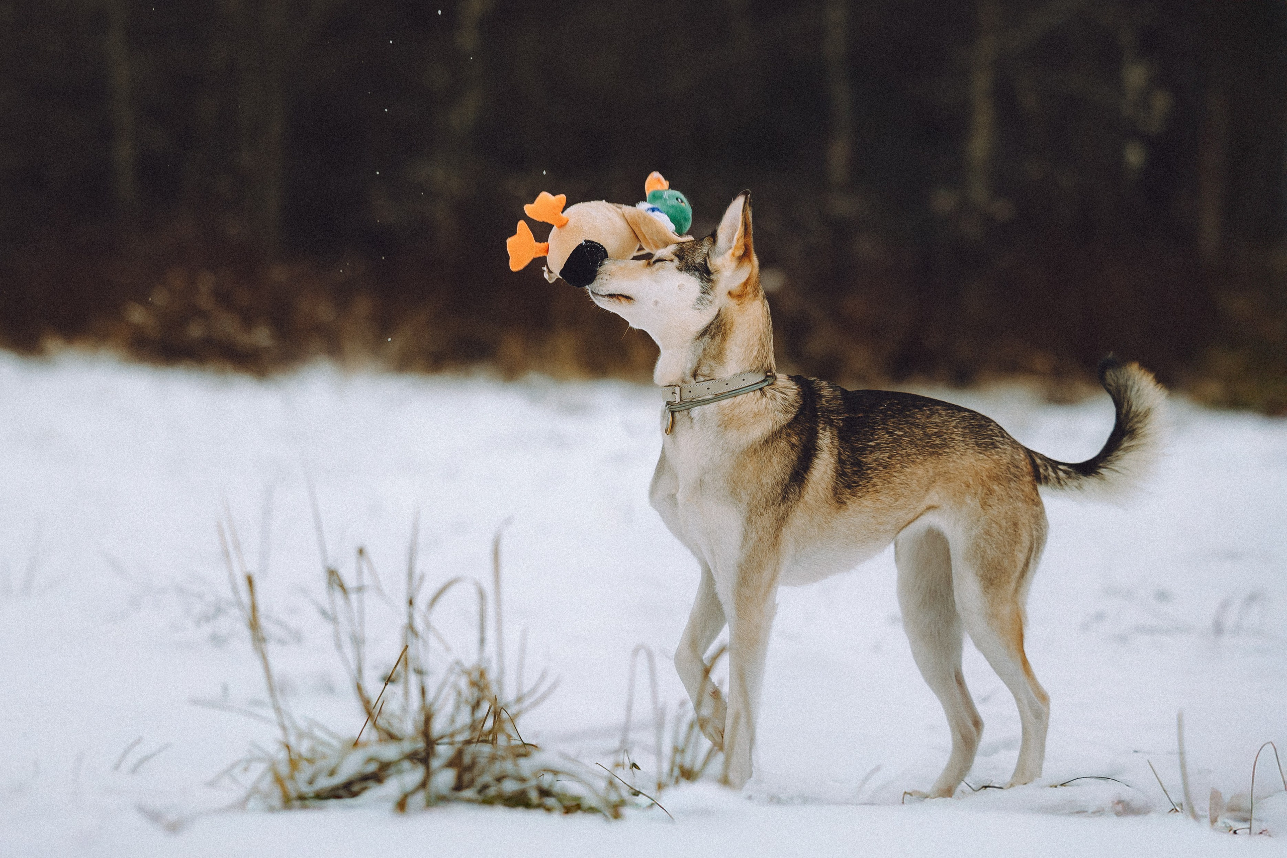 Аня и Рокси