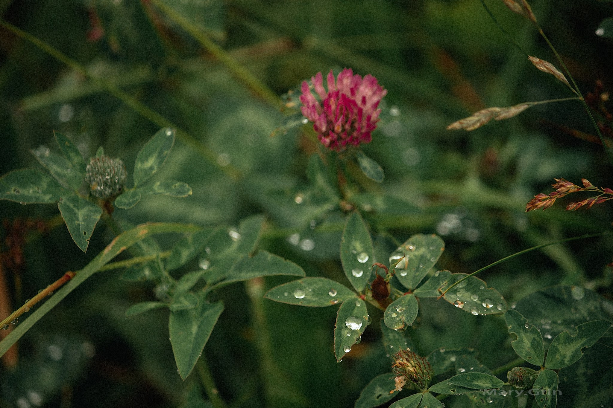 Русская деревня. Детский и семейный фотограф, фотограф мероприятий Нижний Новгород