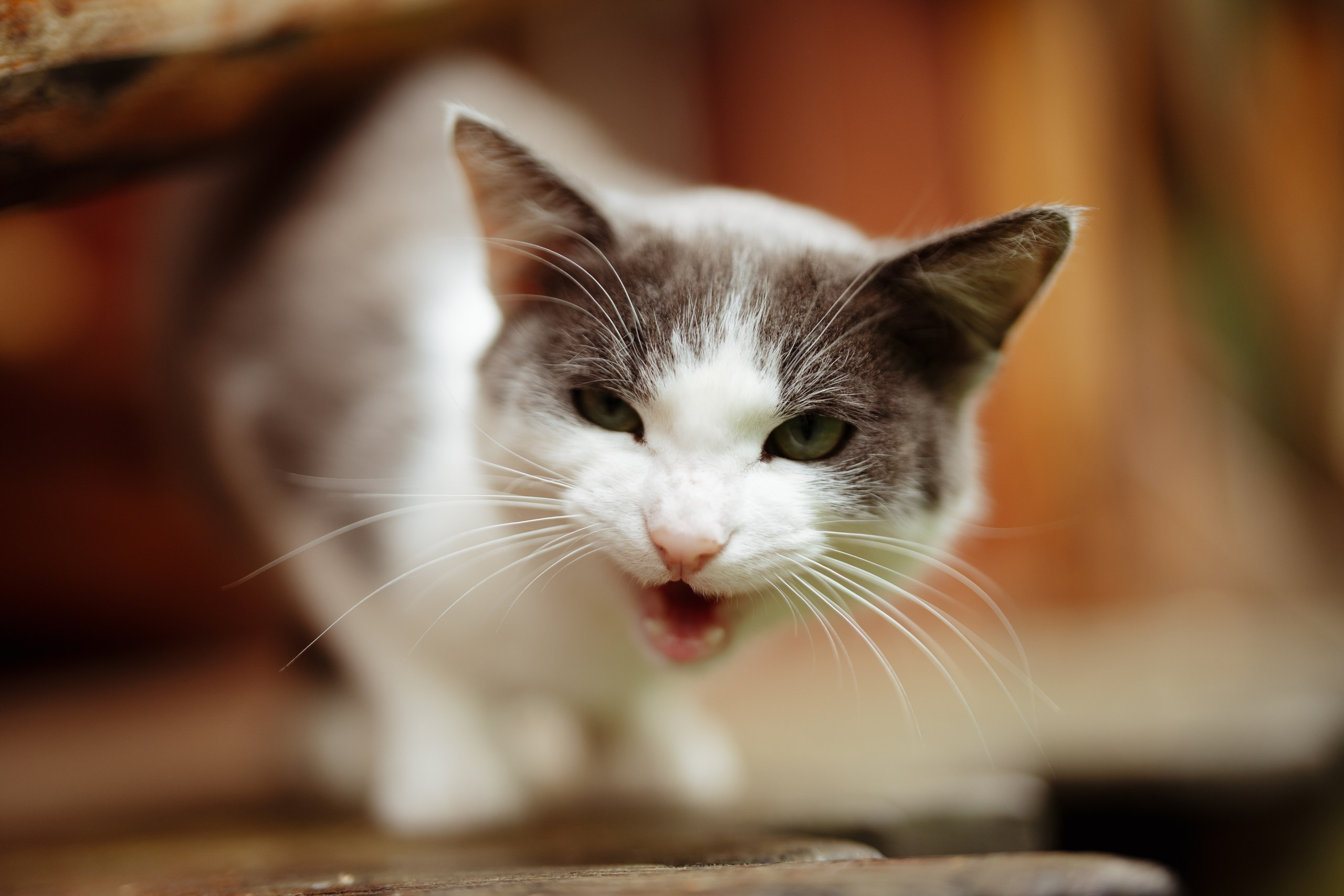 Сюжет № 11|Виктория Алексеенко