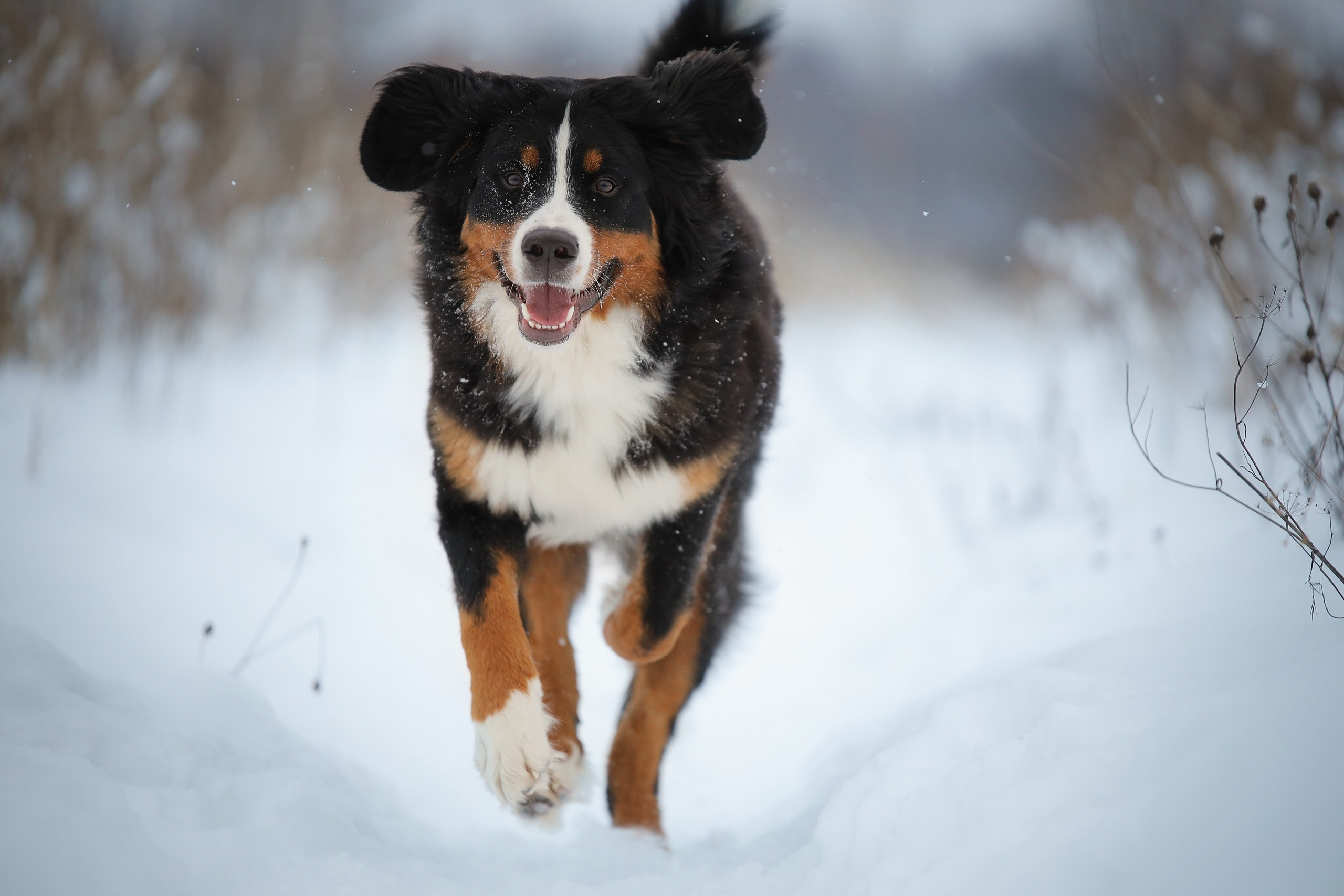 Четвероногие друзья. Репортажный, семейный, школьный фотограф в Иванове Инна Крылова