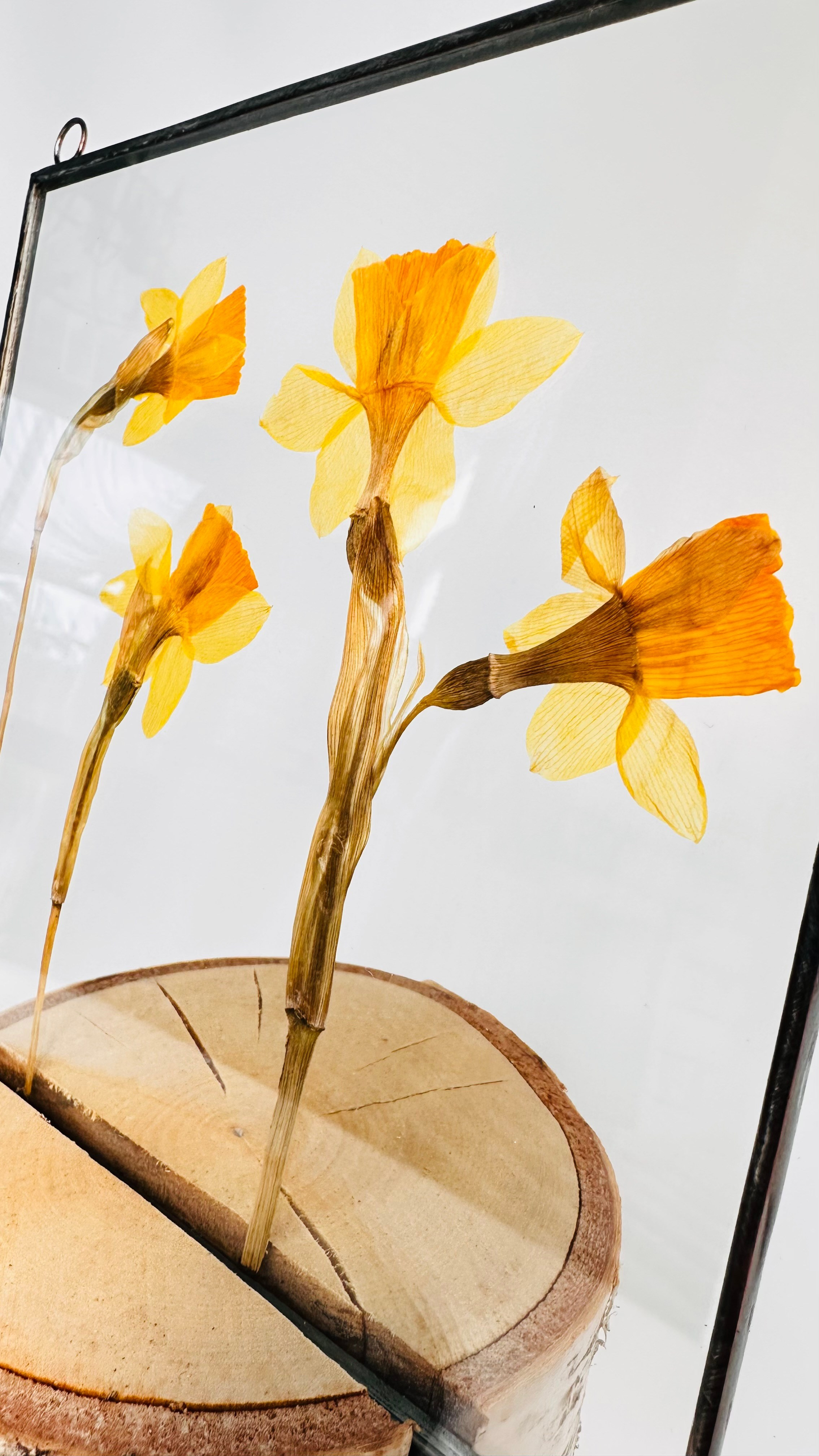 Гербарий в стекле с сухоцветами (витраж в технике тиффани). Гербарий в стекле, интерьерные панно, витражи с сухоцветами в технике тиффани