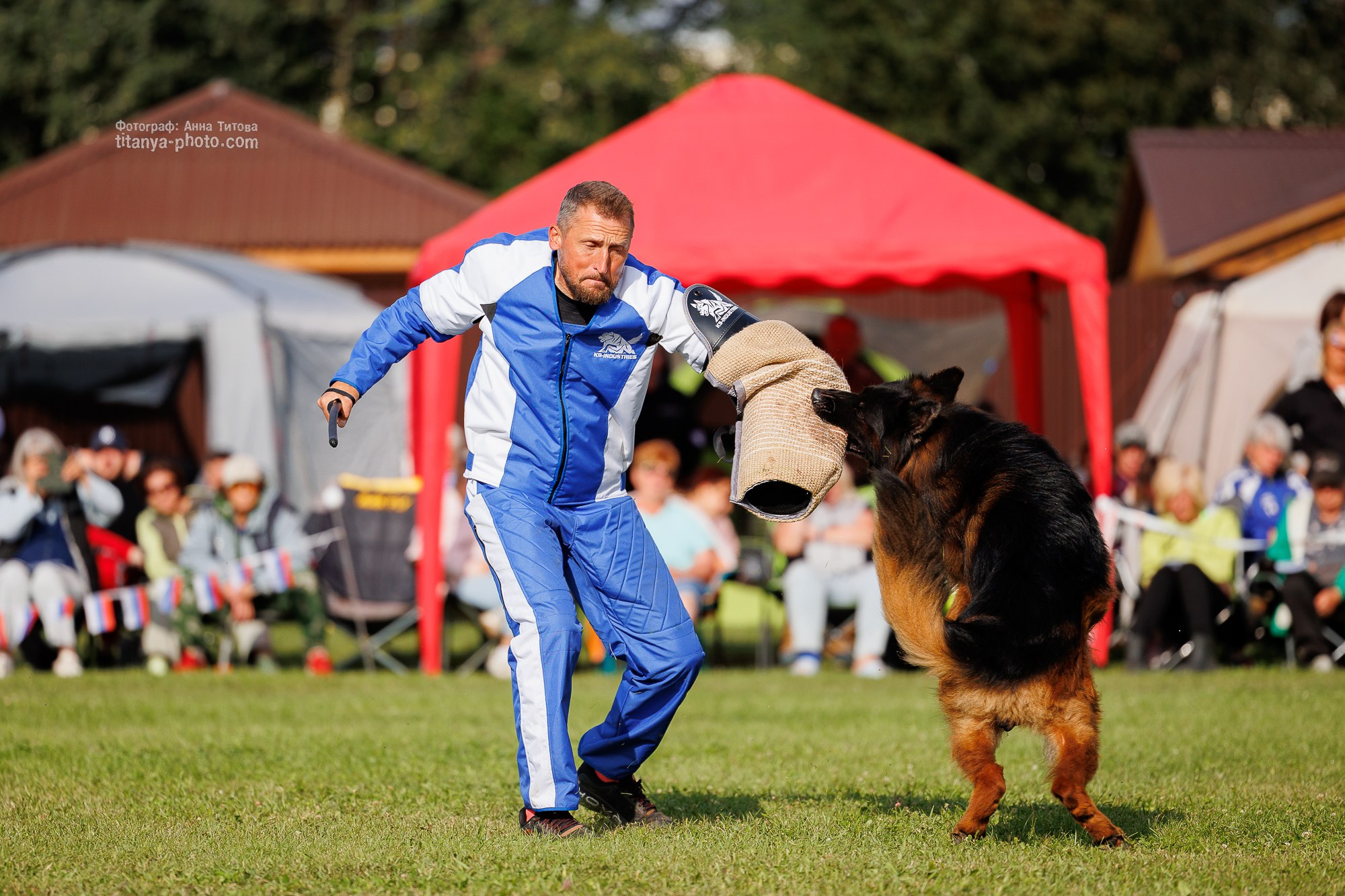 Немецкие овчарки: фото из рингов и вне ринга, мутпроба (фотографии с выставок). Фотограф собак, фотограф-анималист Аня Титова (Titanya). Москва