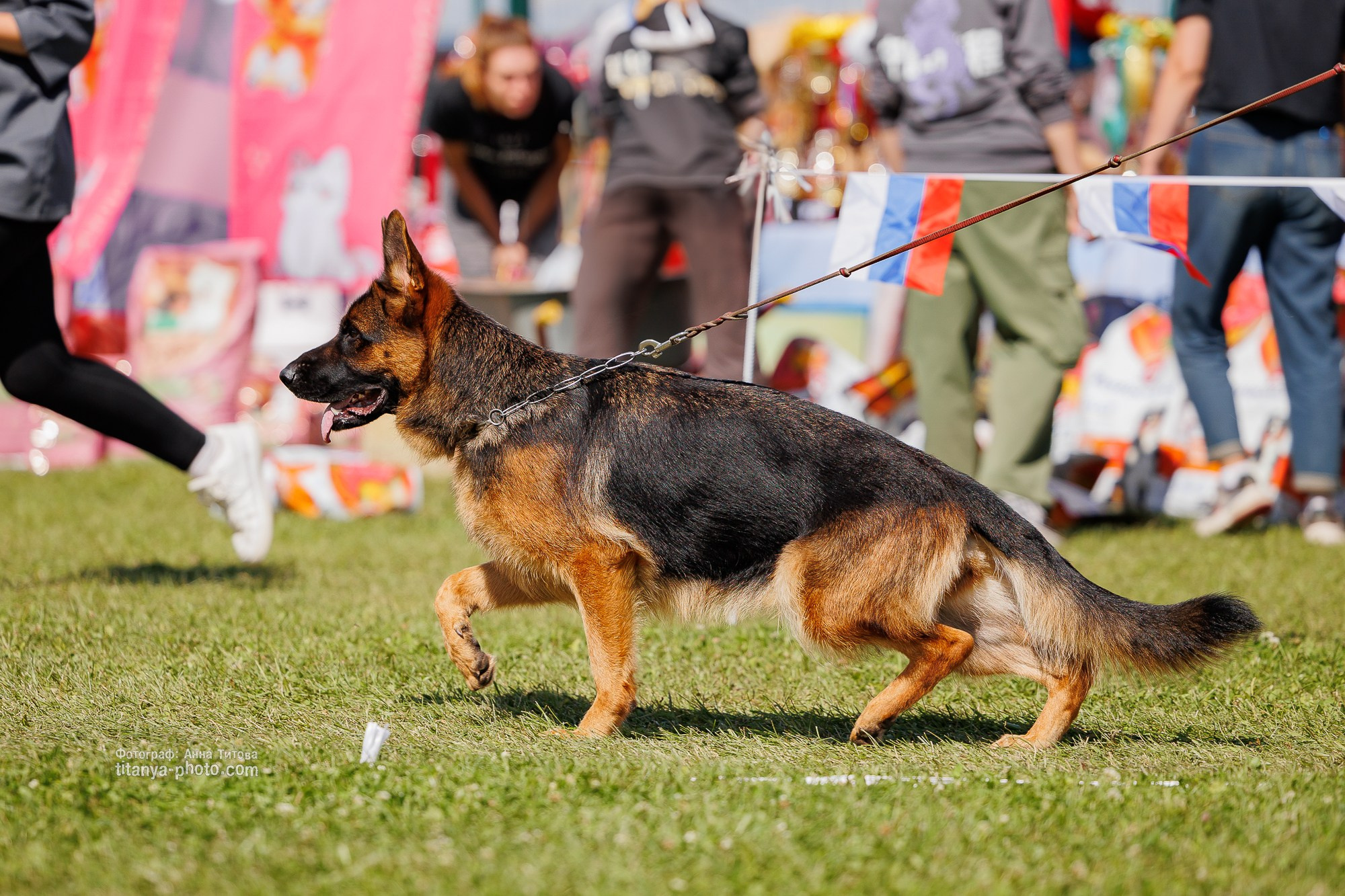 Немецкие овчарки: фото из рингов и вне ринга, мутпроба (фотографии с выставок). Фотограф собак, фотограф-анималист Аня Титова (Titanya). Москва