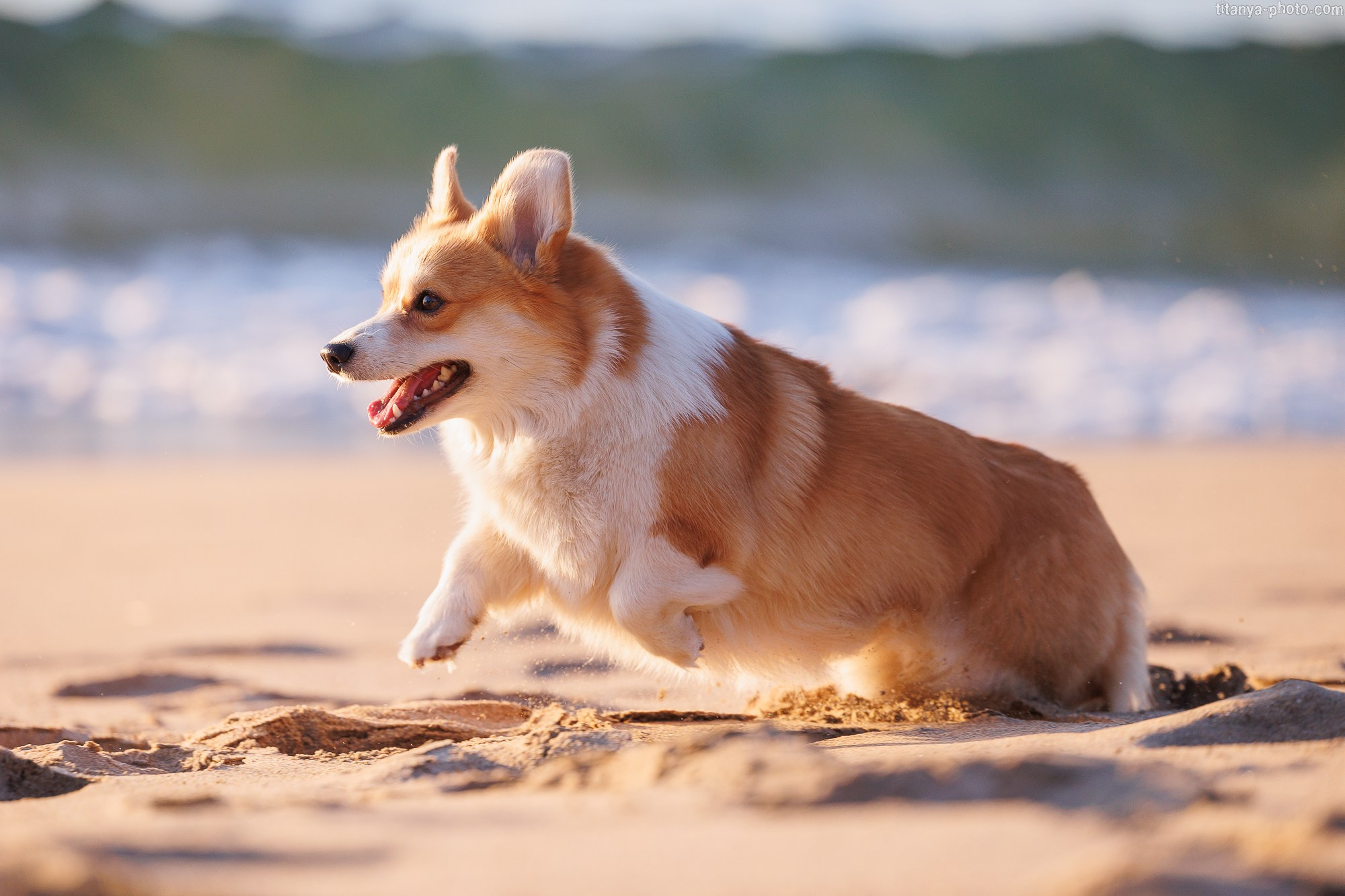 Тесла и Тихий океан. Фотограф собак, фотограф-анималист Аня Титова (Titanya). Москва