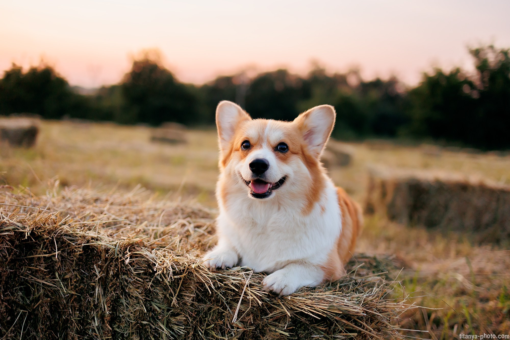Собака на сене. Фотограф собак, фотограф-анималист Аня Титова (Titanya). Москва