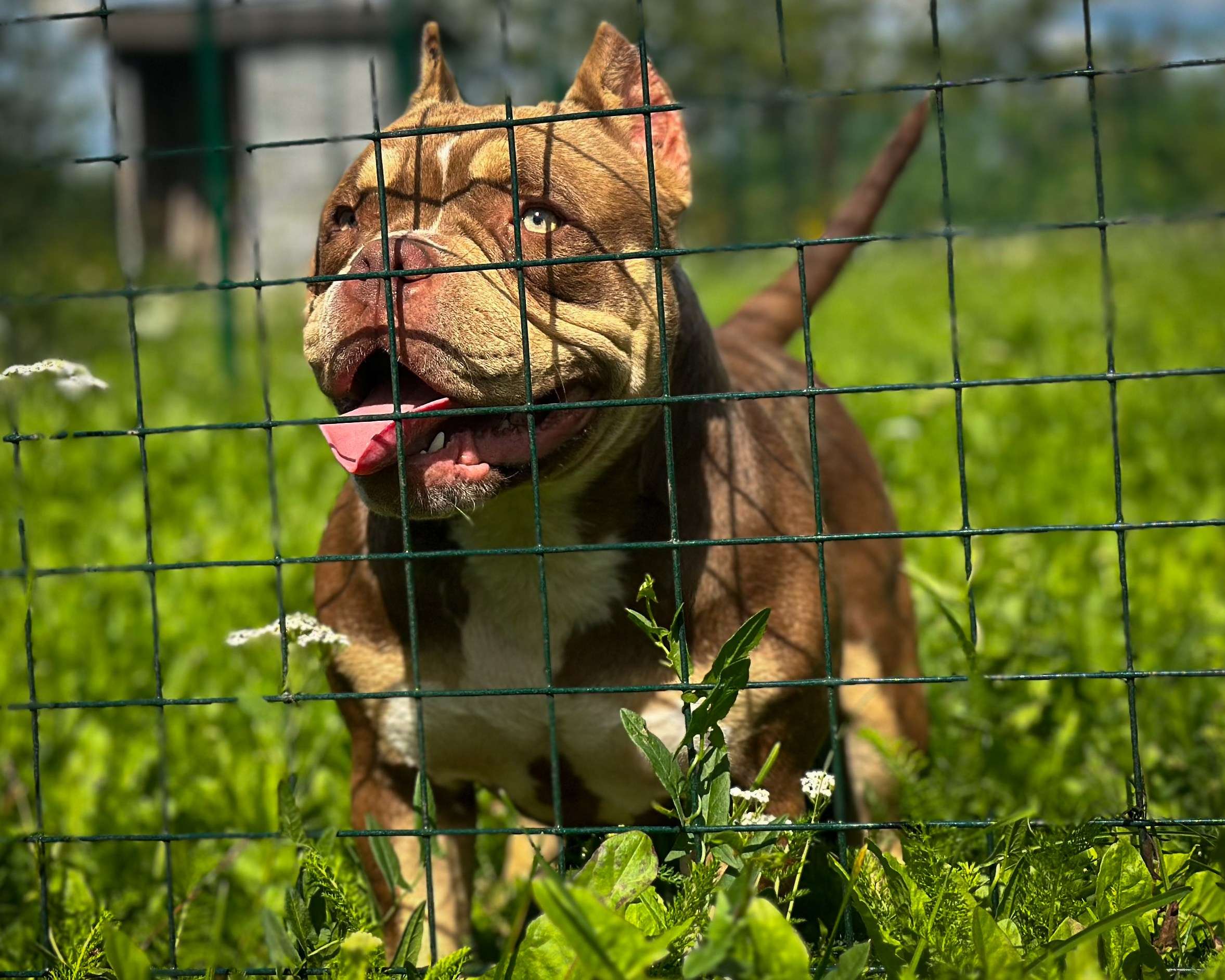 Ultimate Bully Tinky-Winky. Питомник американских булли Bounty Pride Bully