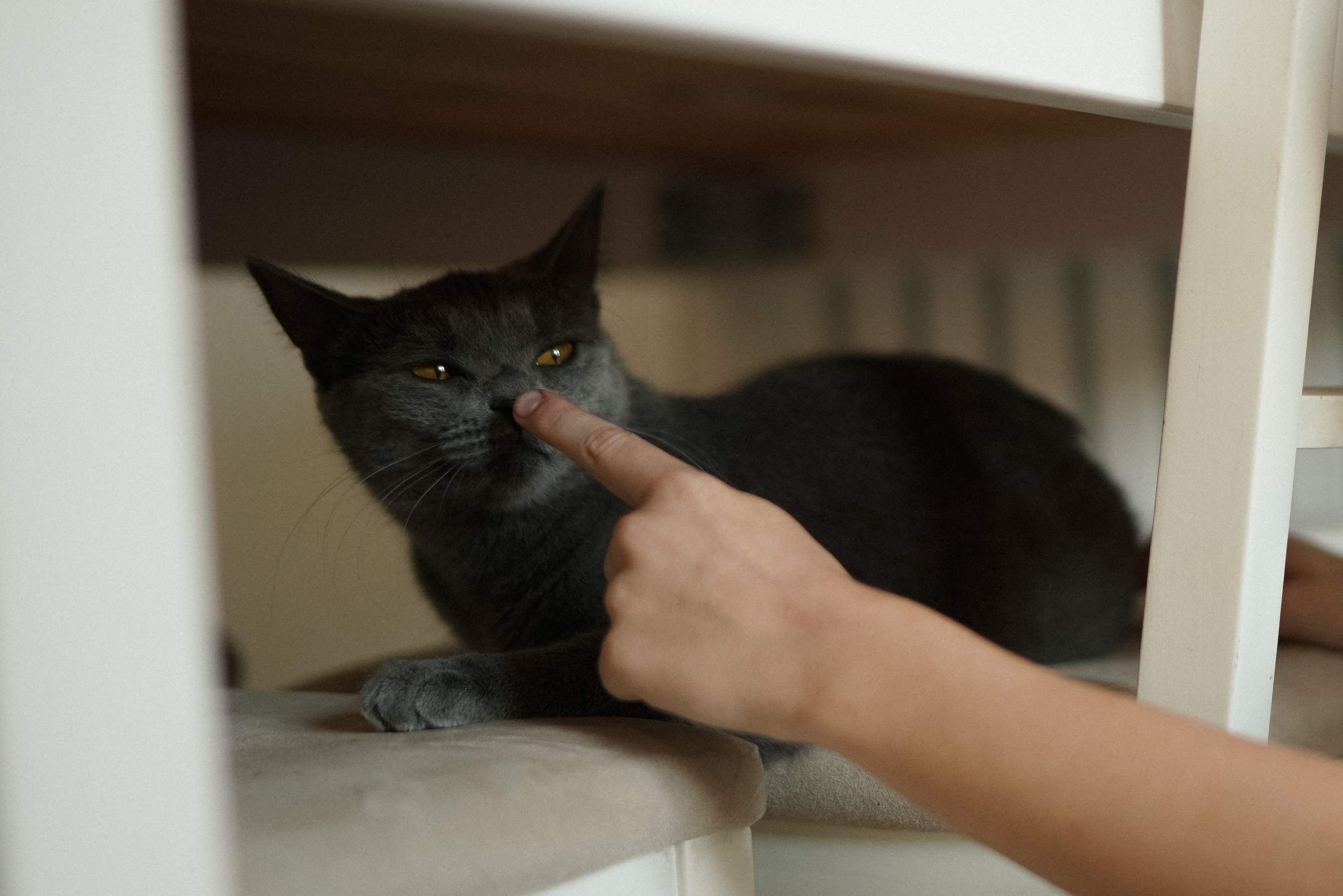 ДПС — Добрый Папа Саши. Фотограф Анна Кобазева, Москва