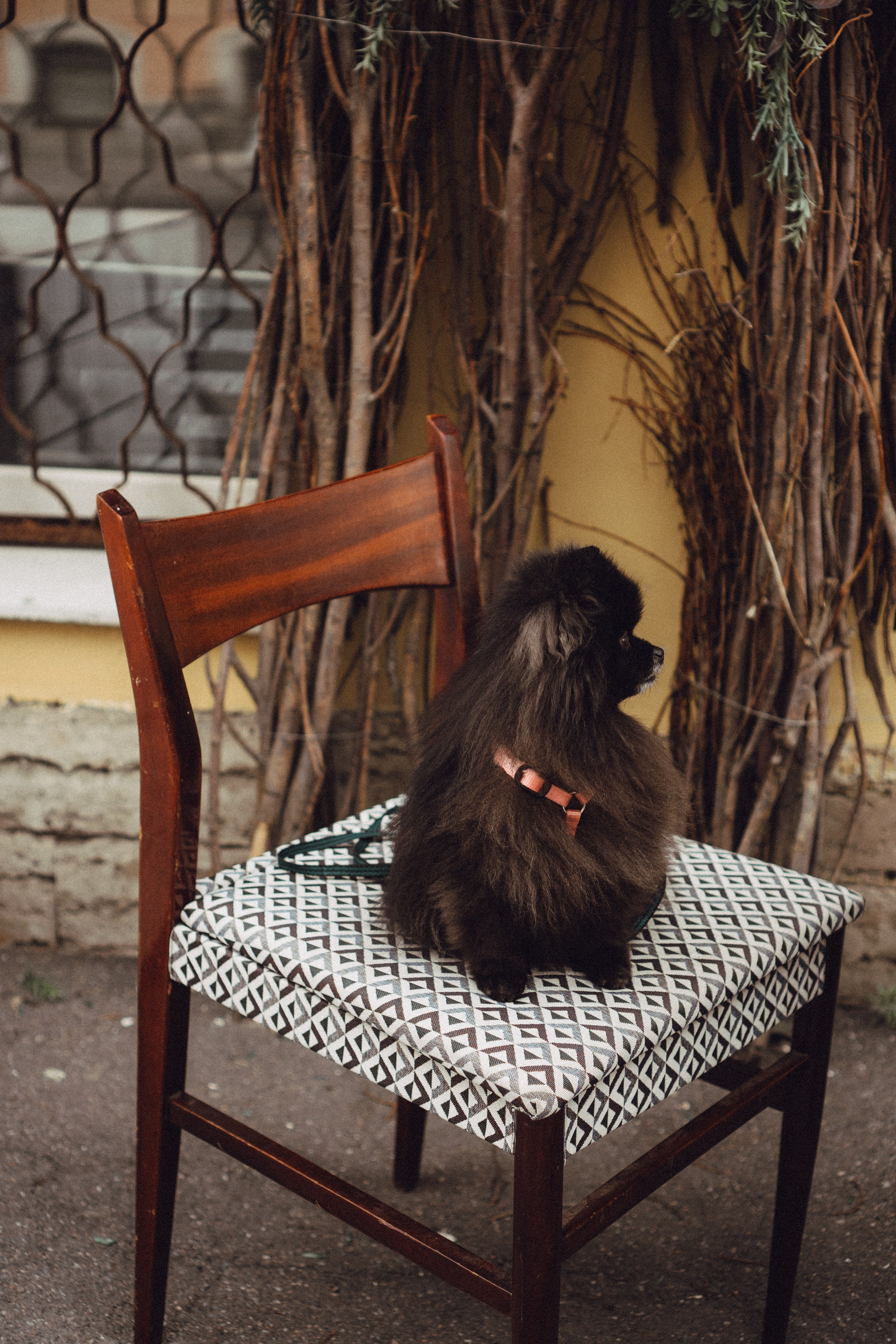 Беременность (только часть фото по желанию клиентов могу показать)). Профессиональный фотограф, Санкт-Петербург — Виктория Богомолова