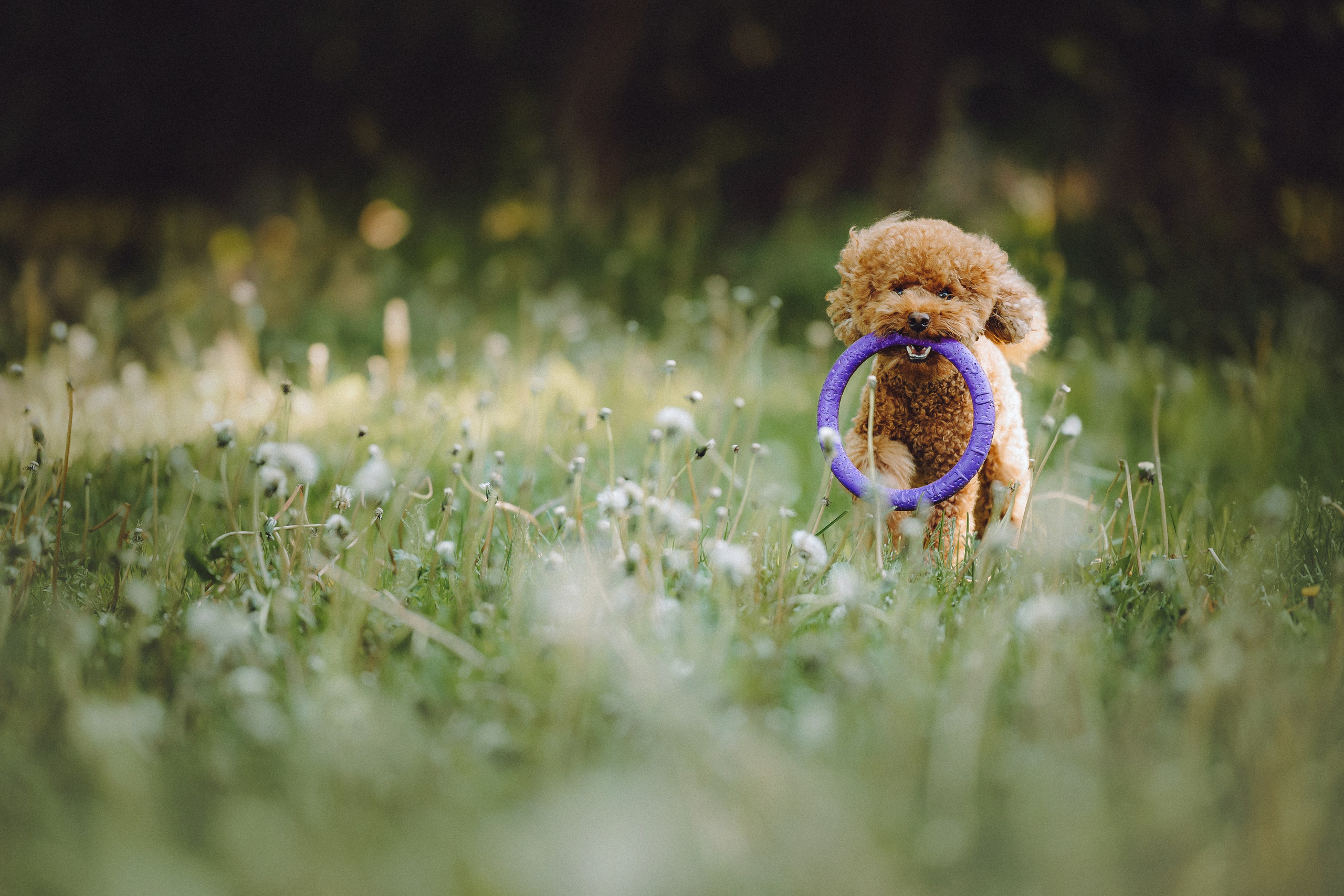 Марья и Буба