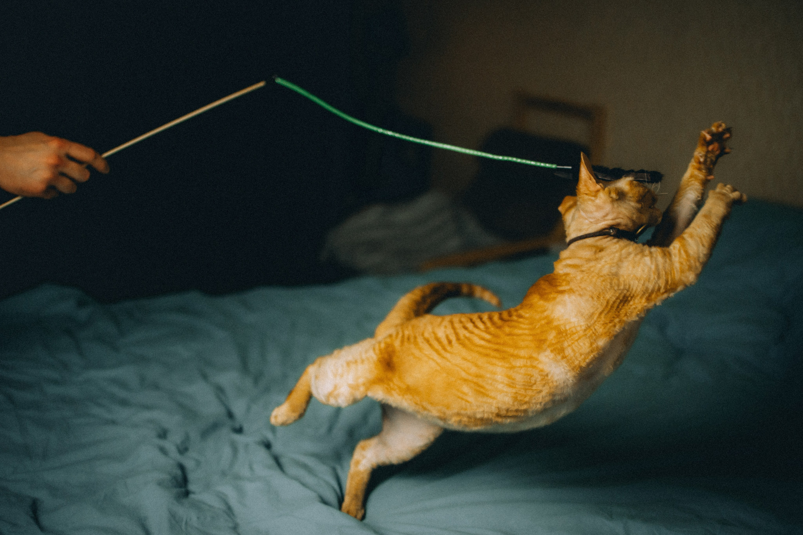 Гречка, Ковш и их семья