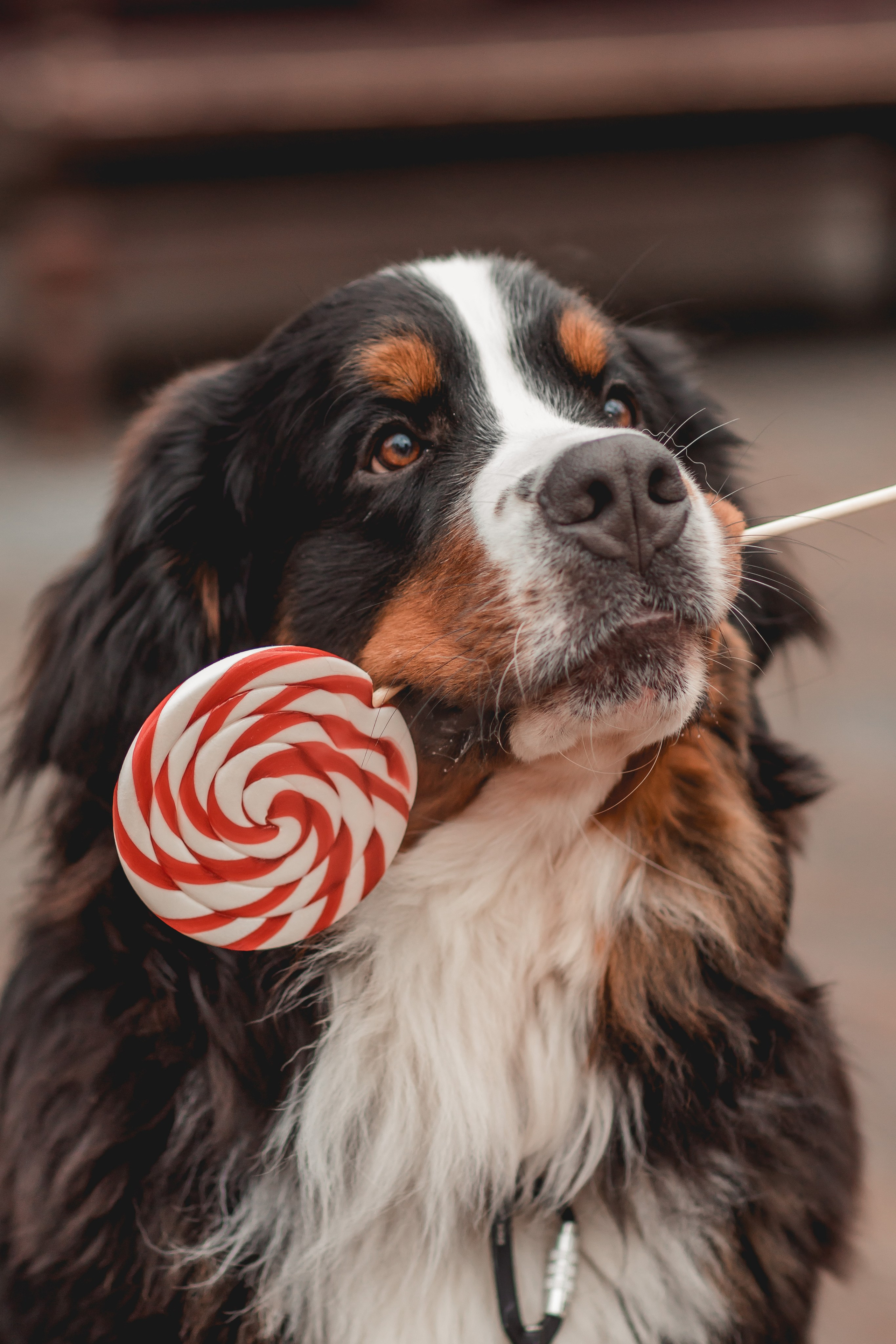 Татьяна и Терри. Семейный фотограф анималист Мария Крючкова