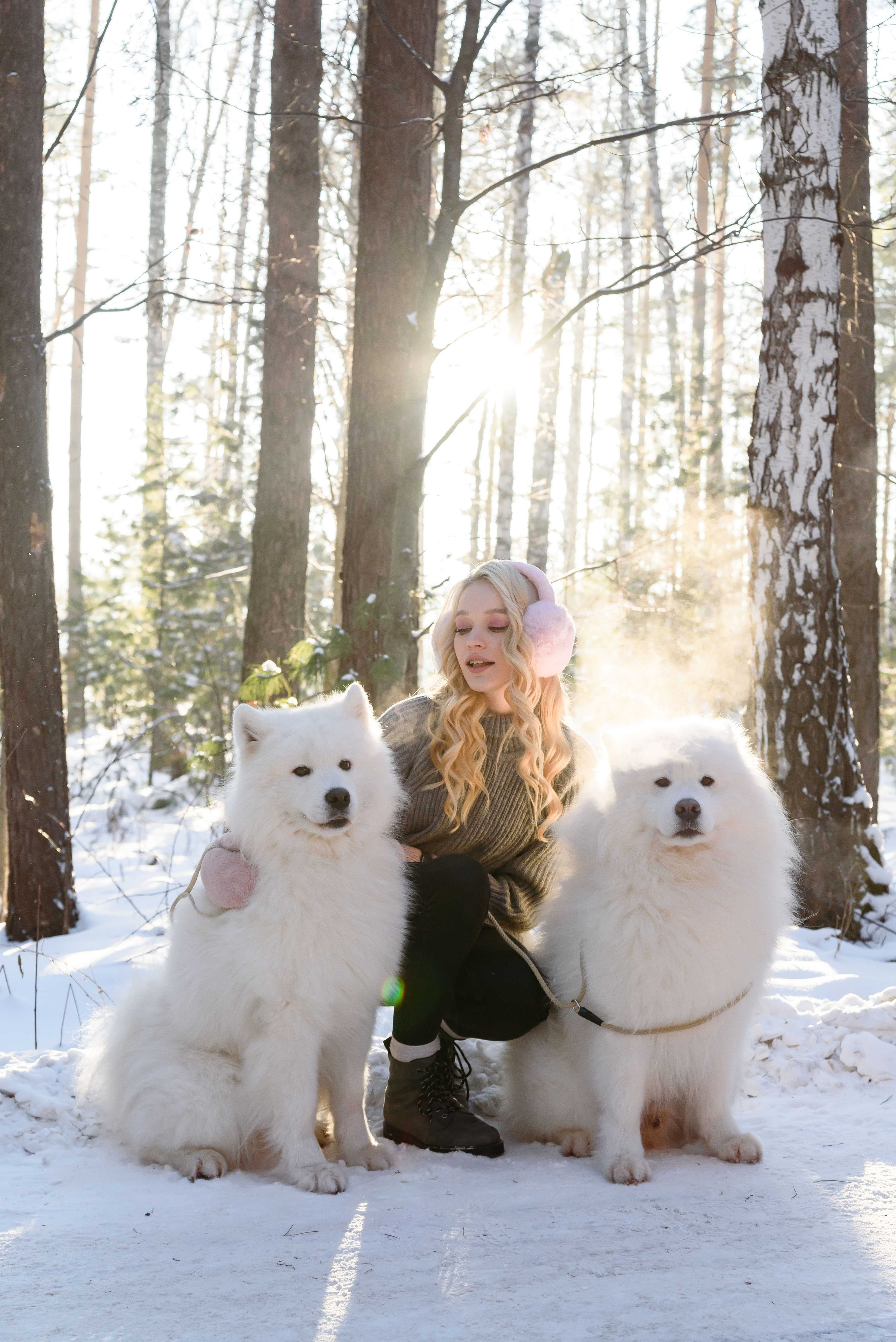 фото с самоедами томск