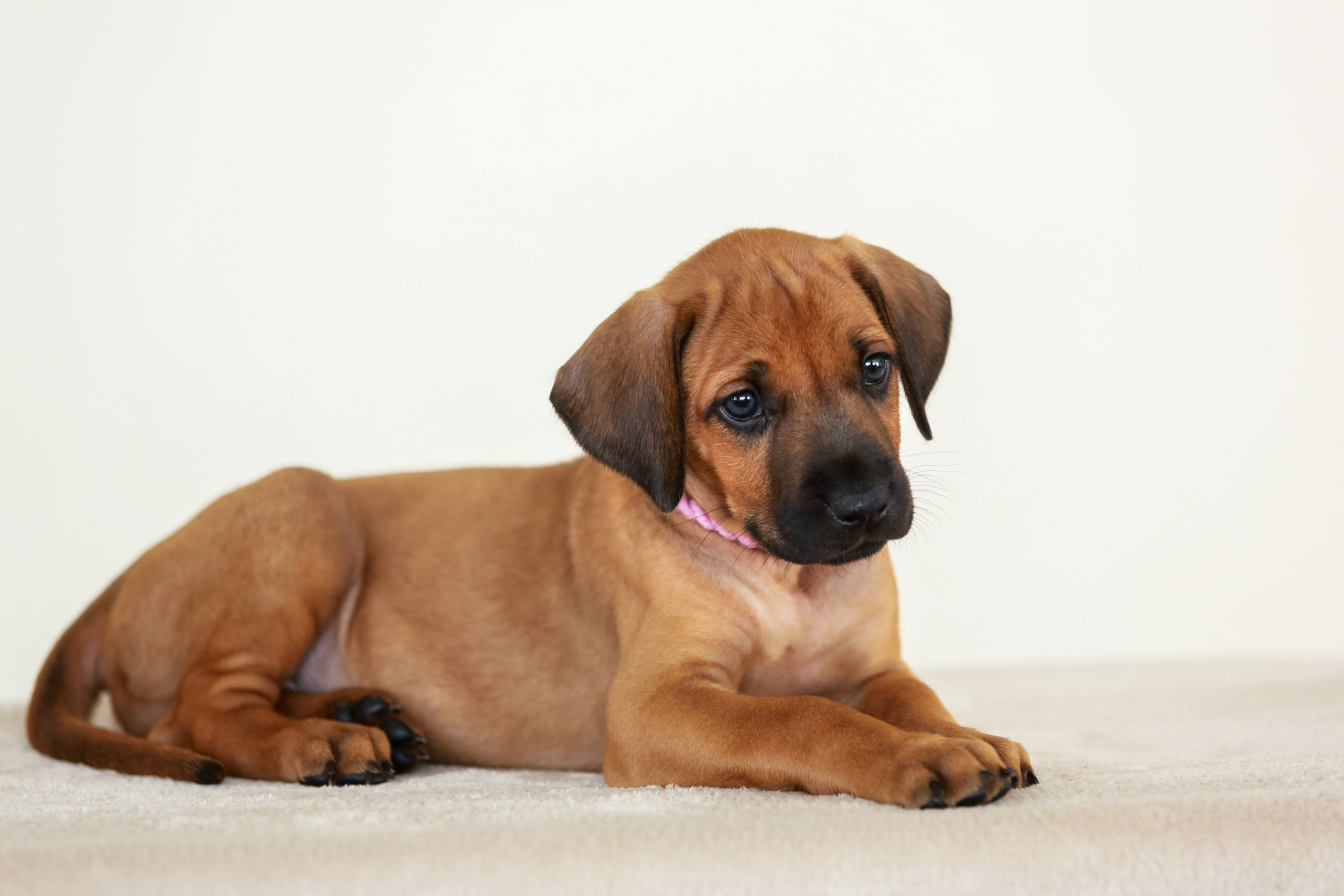 Щенки. Семейный и детский фотограф в Москве Мария Быкова