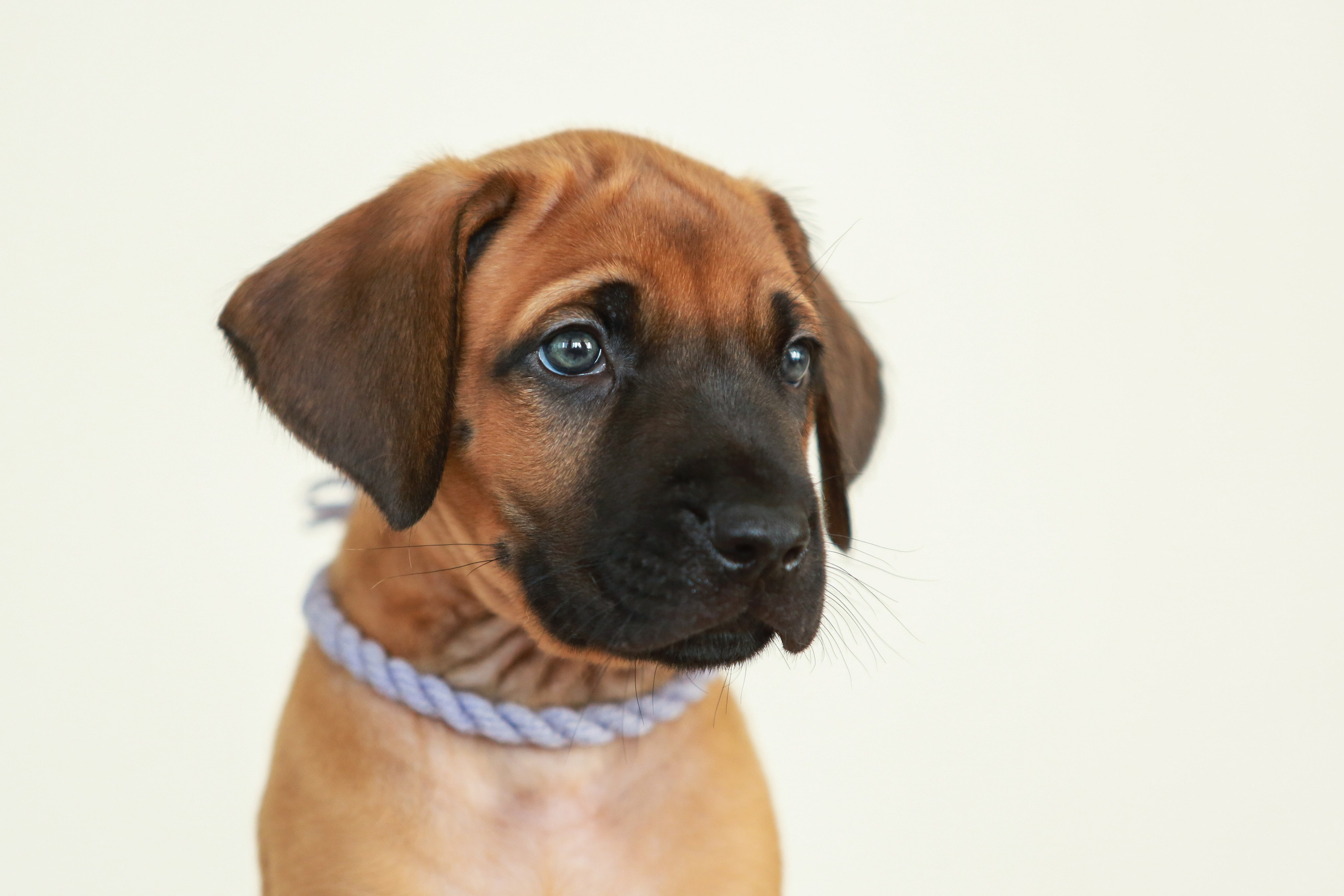 Щенки. Семейный и детский фотограф в Москве Мария Быкова