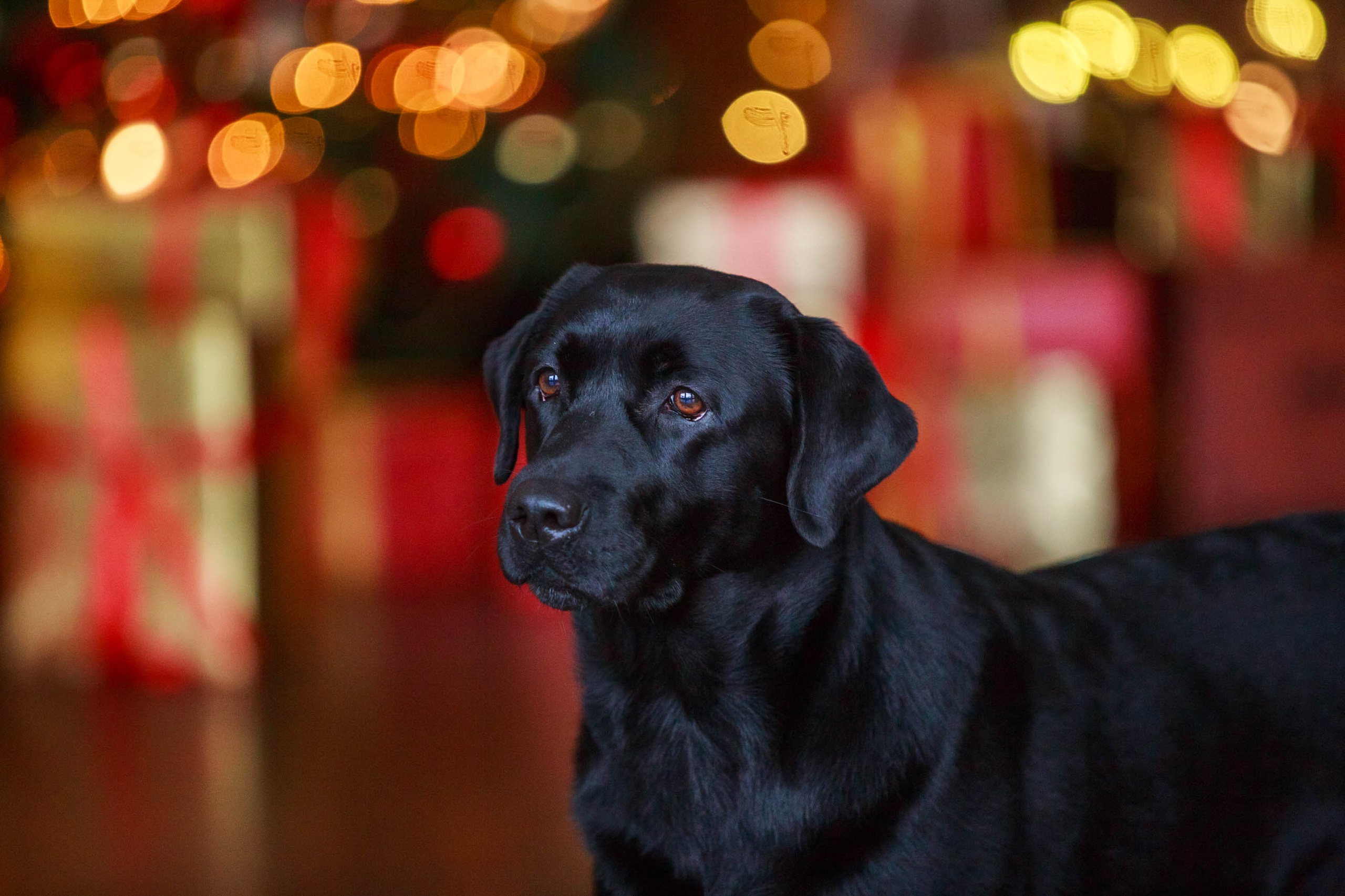 Лабрадор ретривер и курчавошерстный ретривер фотосессия на Новый год в фотостудии. Семейный и детский фотограф в Москве Мария Быкова