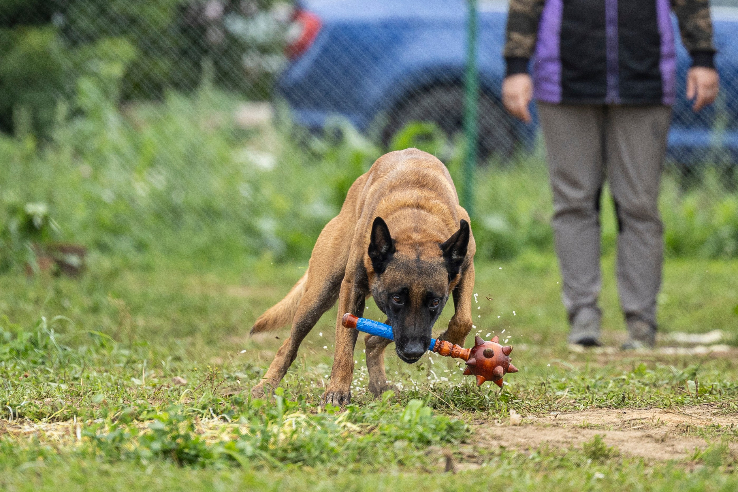 Соревнования по Мондьорингу г. Вологда 10-11.08.2024. Фотограф-анималист Анна Маринич