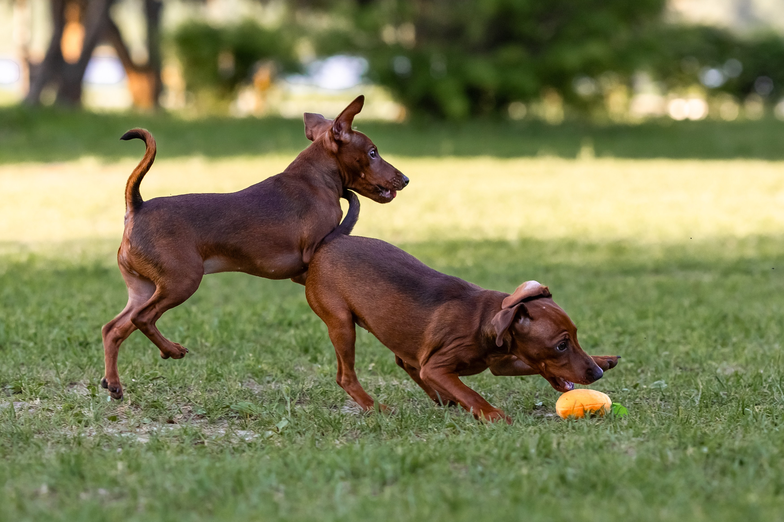 Пинчерята. Фотограф анималист Аня Ливанова | Рыбинск
