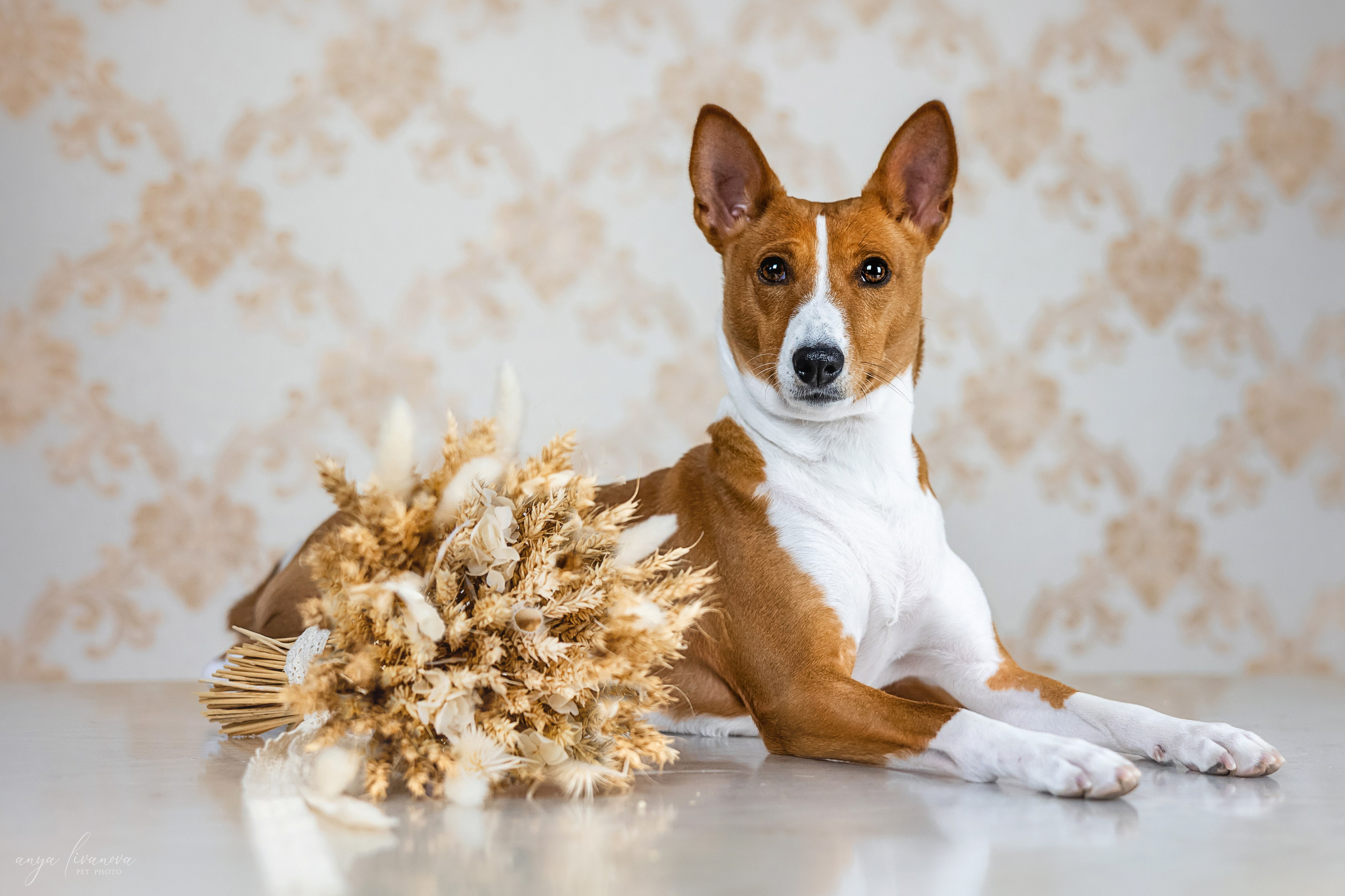 Одри и Ника. Фотограф анималист Аня Ливанова | Рыбинск