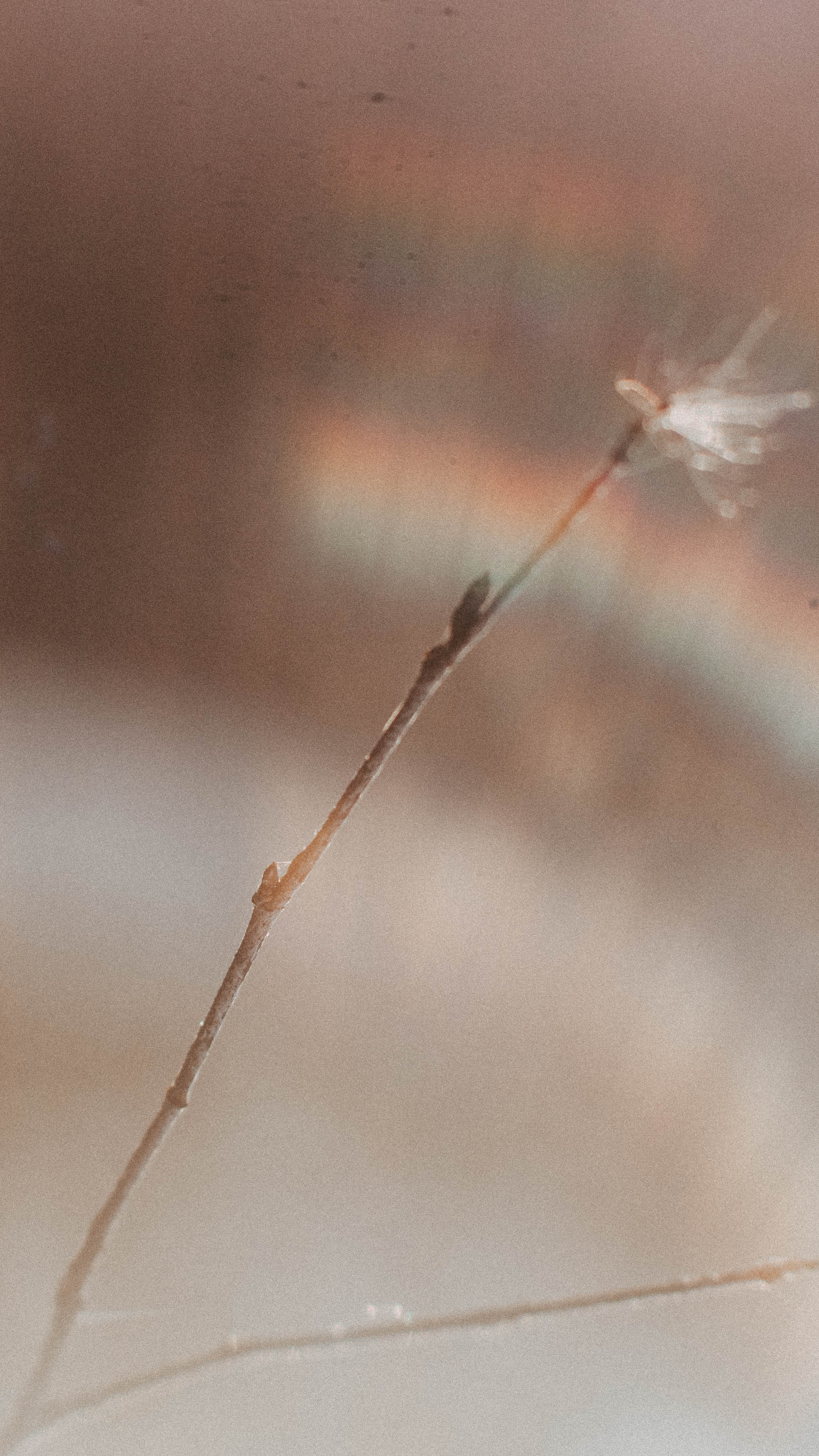 Обои на телефон. Семейный и детский фотограф в Москве