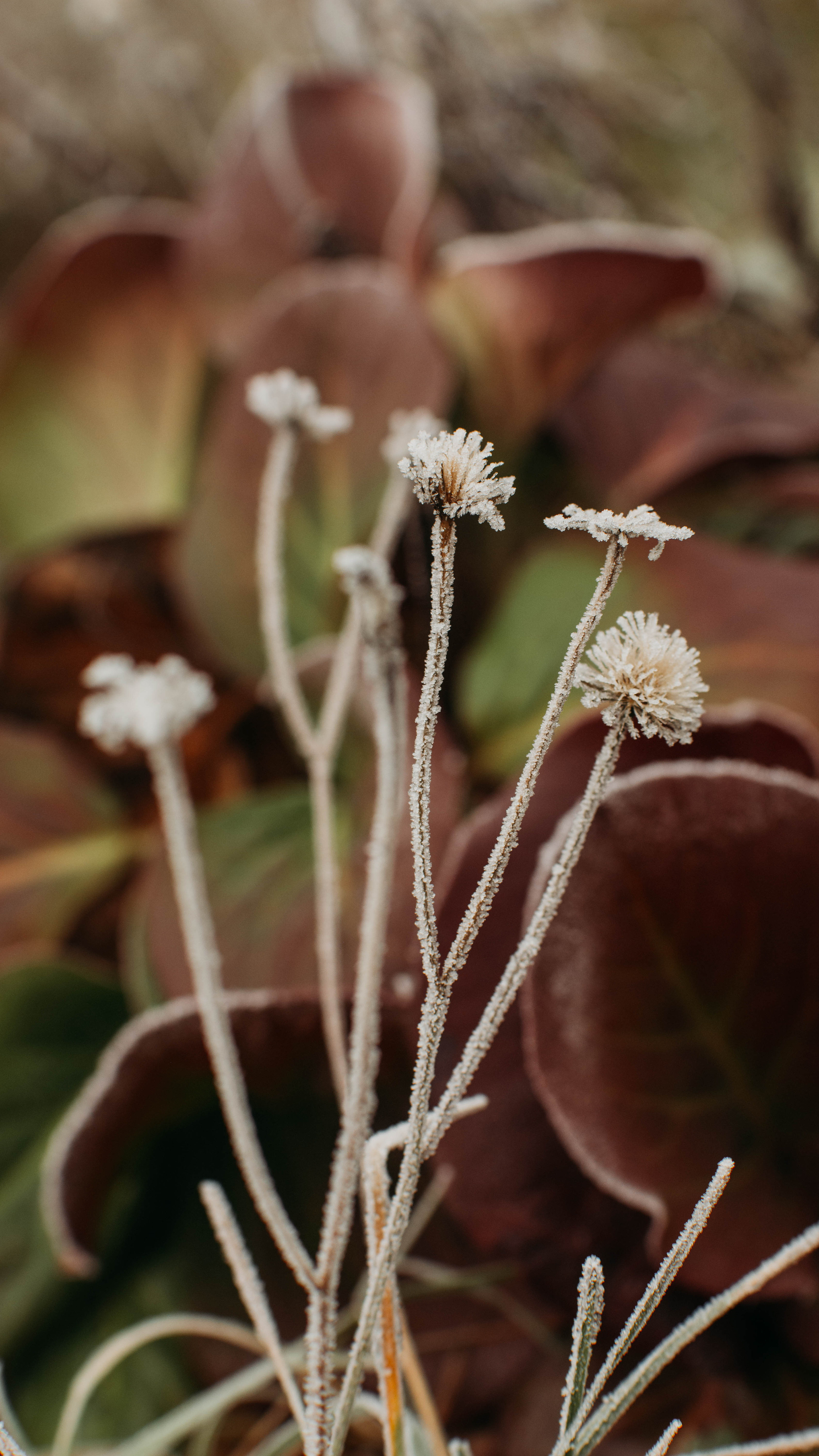 Обои на телефон. Семейный и детский фотограф в Москве